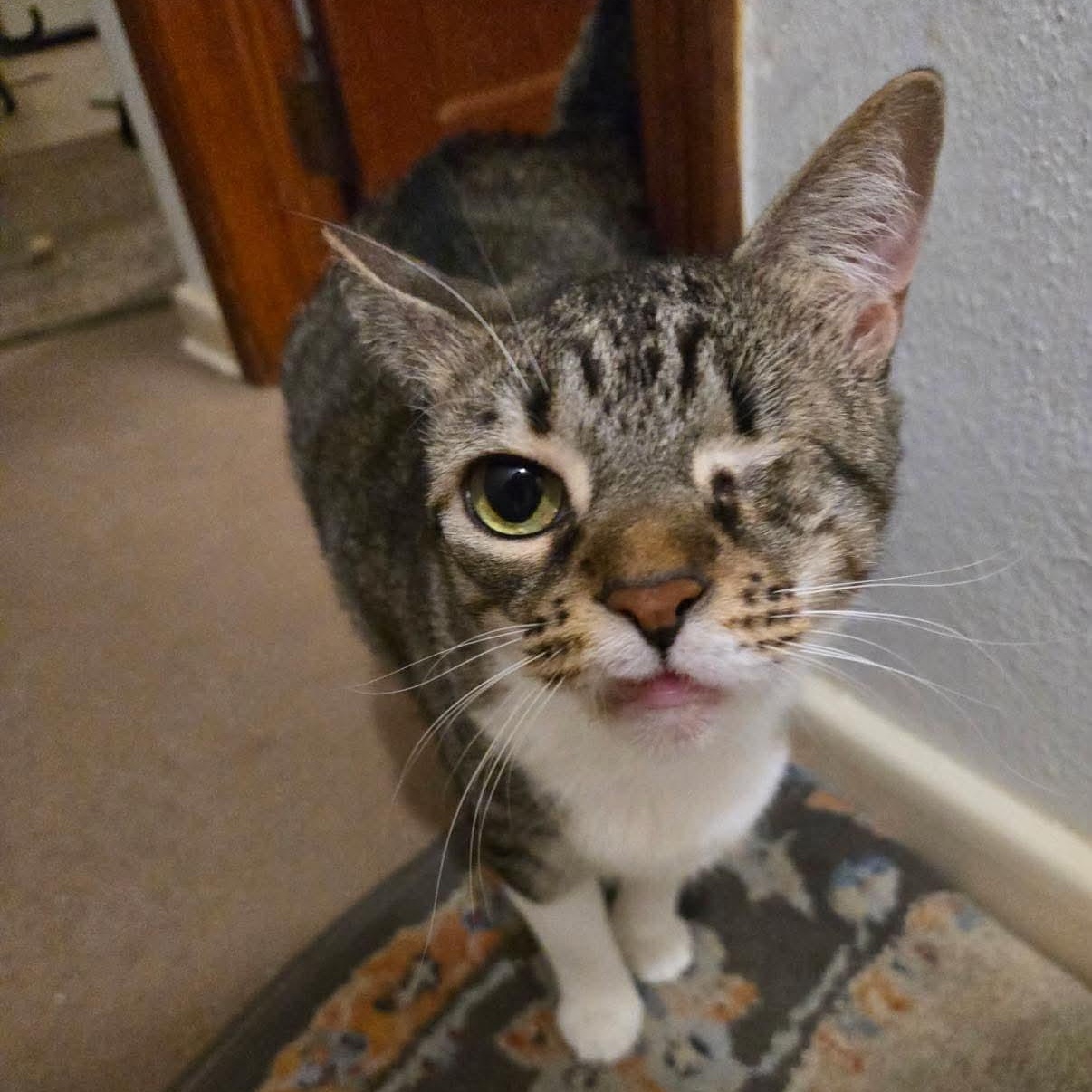 Enlarge Dolly, a Adoptable Domestic Short Hair in jacksonville, FL image 2/6