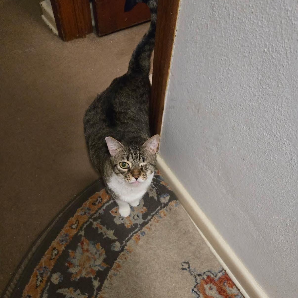Enlarge Dolly, a Adoptable Domestic Short Hair in jacksonville, FL image 6/6