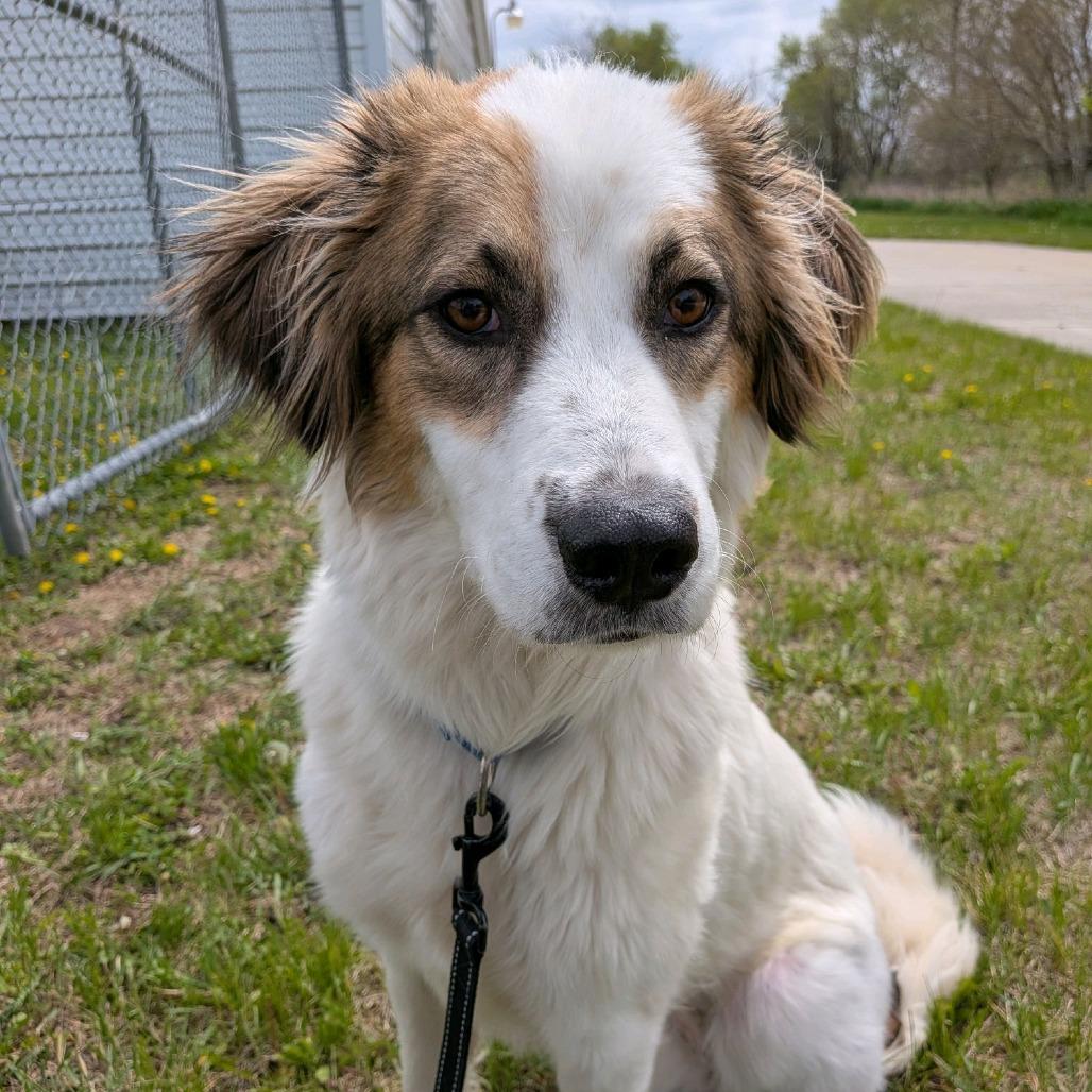 Chicken Pot Pie, a Adoptable mixed breed in Norfolk, NE image 1/6