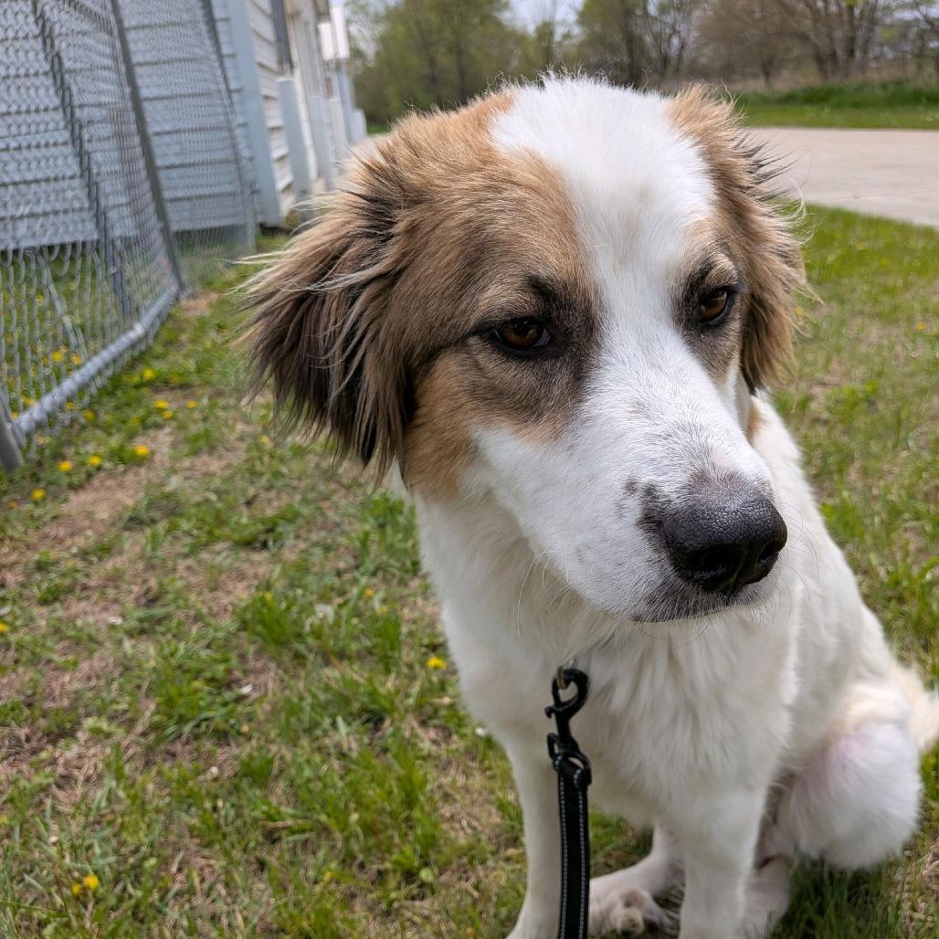Chicken Pot Pie, a Adoptable mixed breed in Norfolk, NE image 2/6