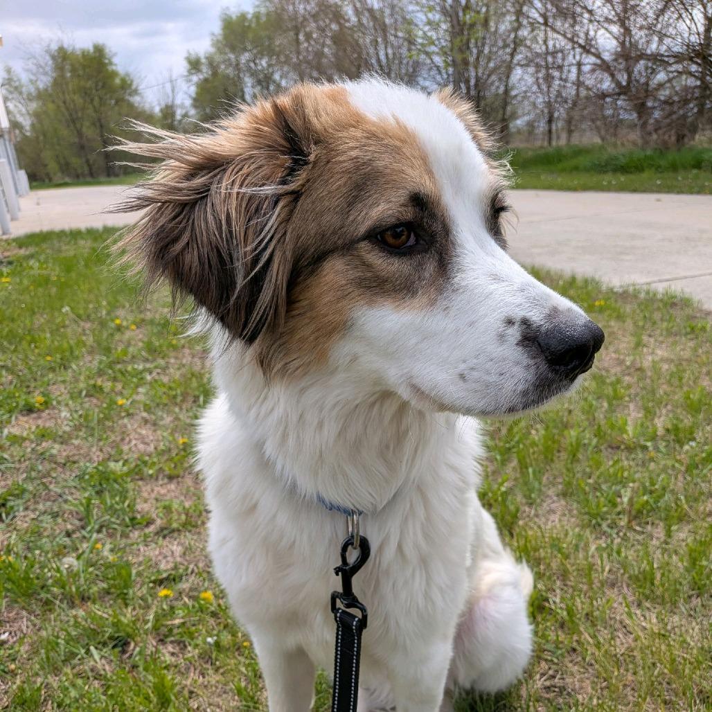 Chicken Pot Pie, a Adoptable mixed breed in Norfolk, NE image 3/6