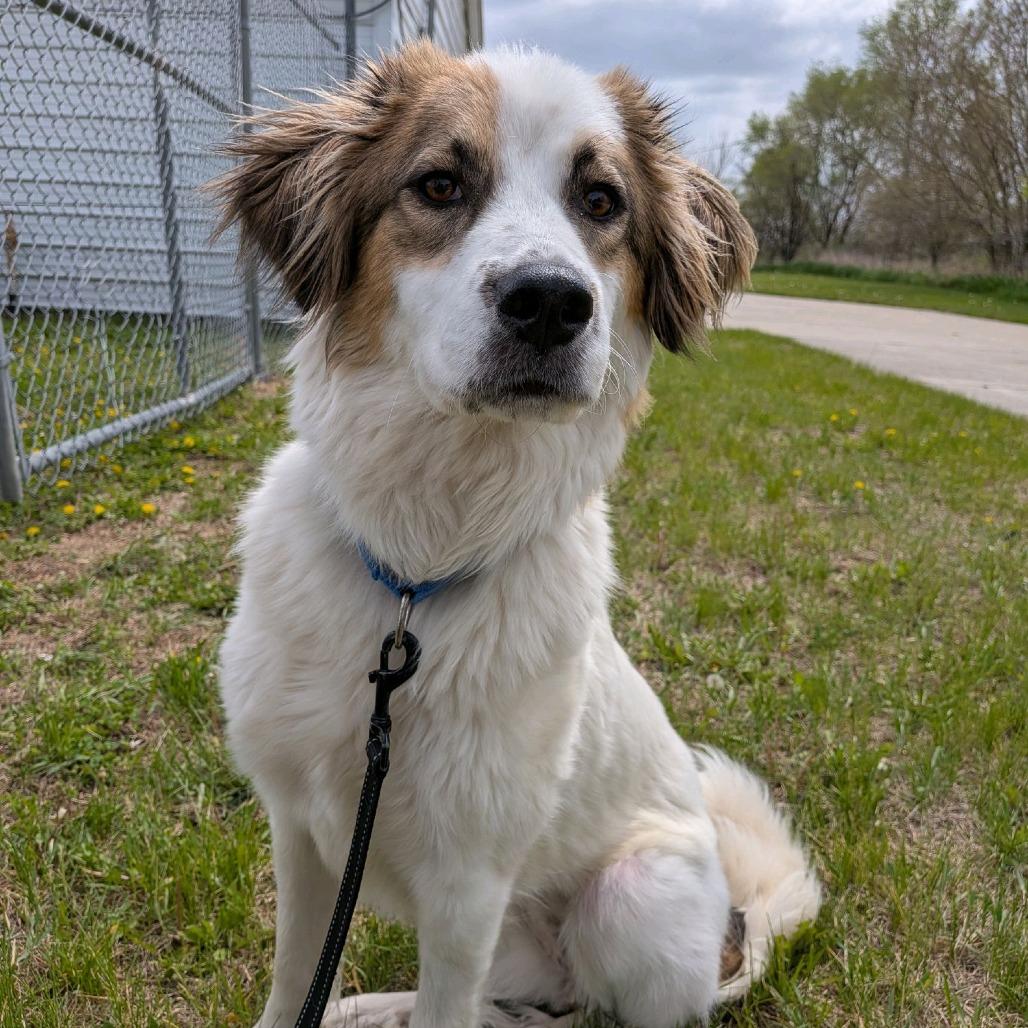Chicken Pot Pie, a Adoptable mixed breed in Norfolk, NE image 6/6