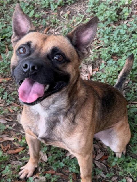 REX, Adoptable, Young Male Pug & Mixed Breed.