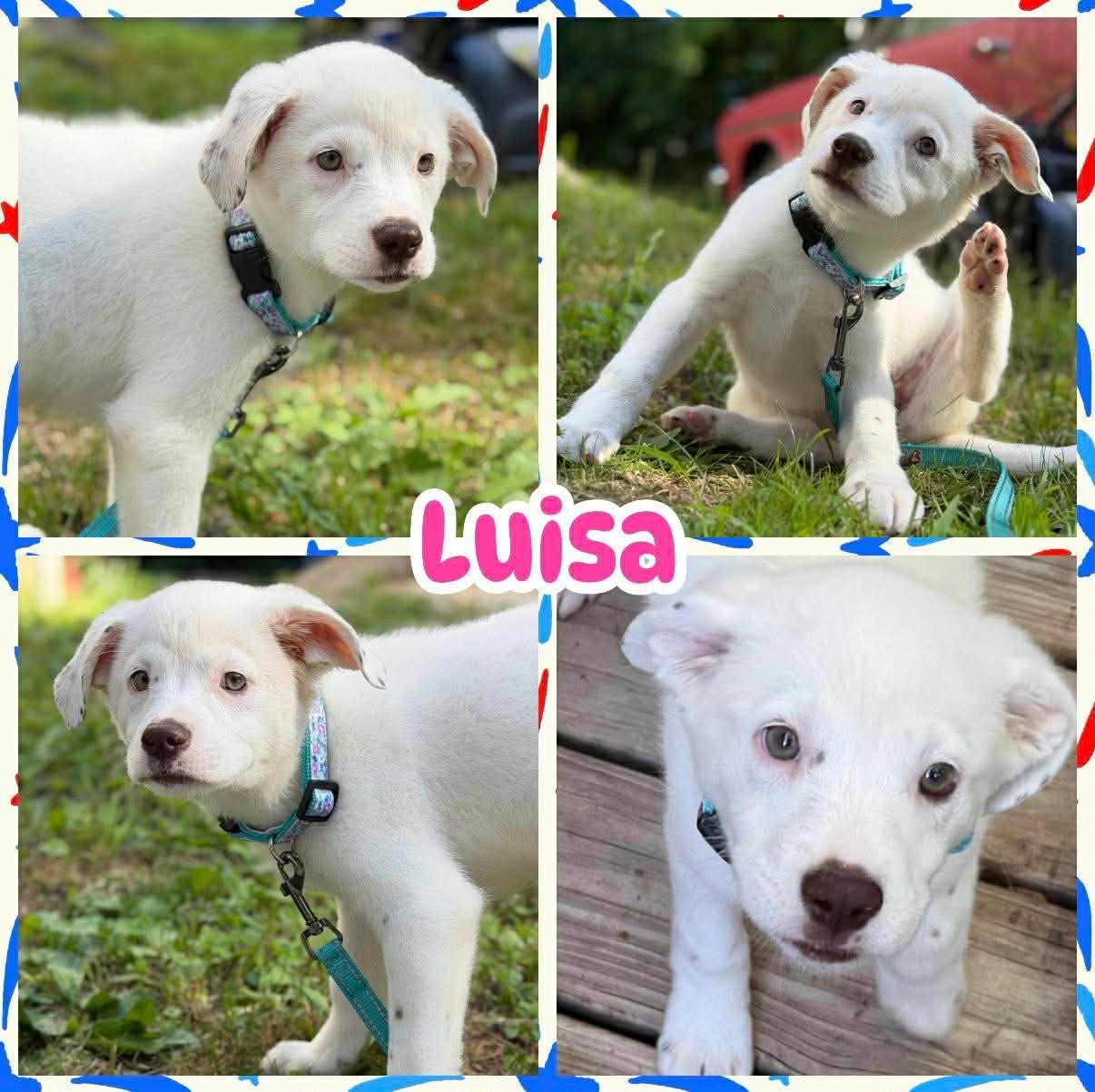 Luisa, ADOPTABLE, Puppy Female Labrador Retriever.