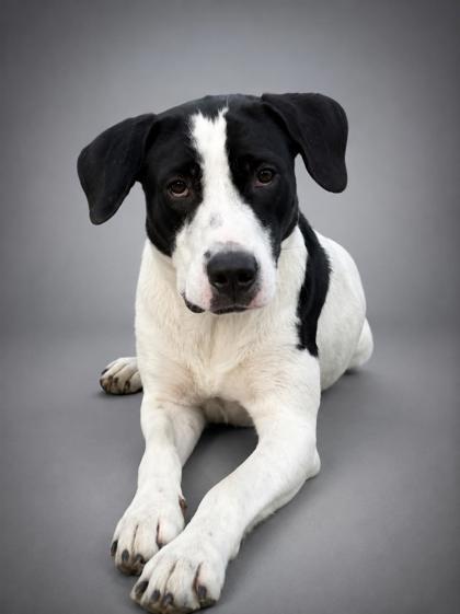 Enlarge Fergie SPONSORED, a Adoptable mixed breed in Bowling Green, KY image 1/1