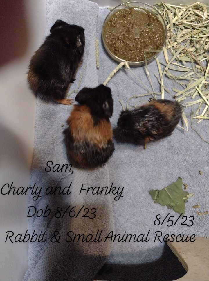 Charly, Franky, Sammy, an adoptable Short-Haired in Westland, MI_image-1
