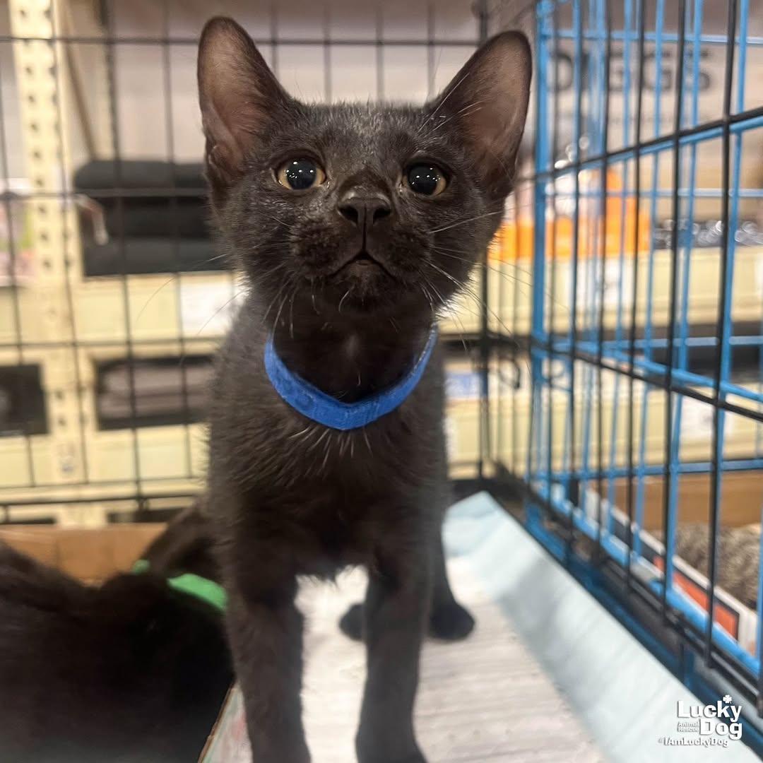 Coal, Adoptable, Kitten Male Domestic Short Hair.