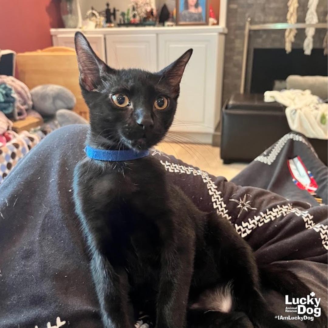 Enlarge Coal, a Adoptable Domestic Short Hair in Washington, DC image 2/3