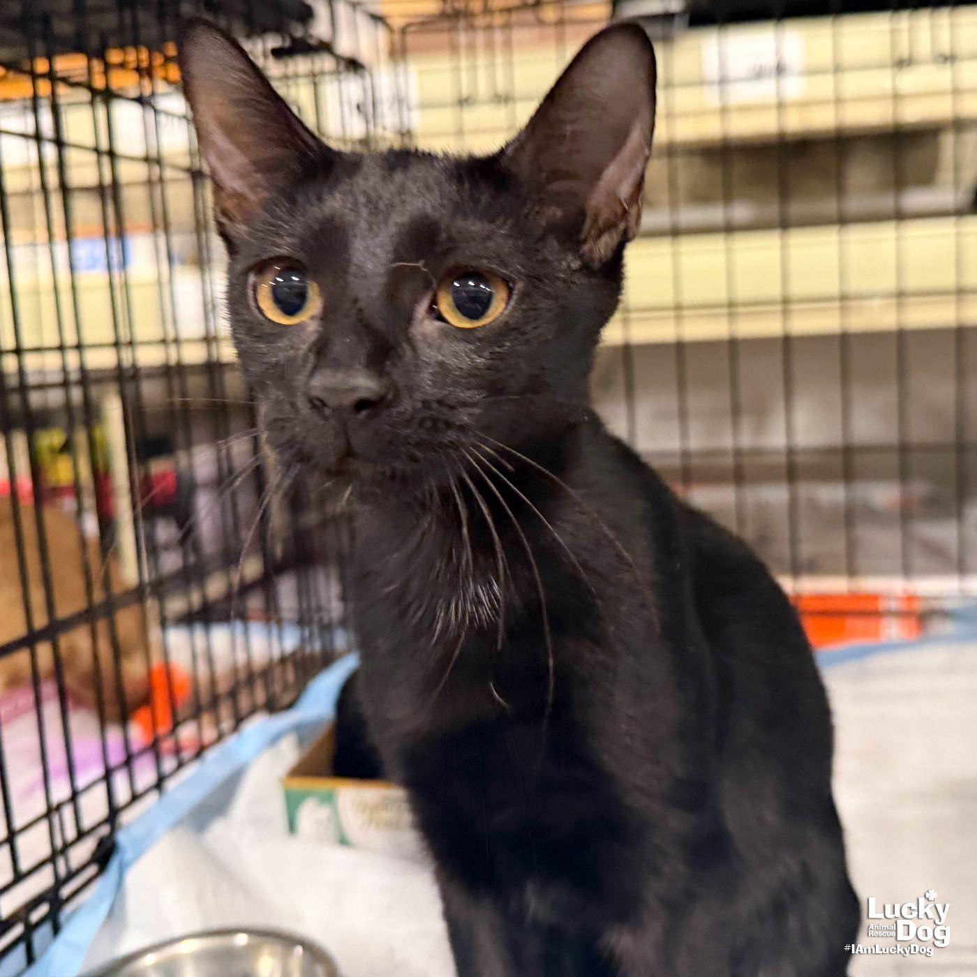 Enlarge Coal, a Adoptable Domestic Short Hair in Washington, DC image 3/3
