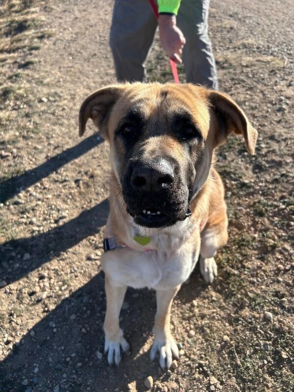 Leightah, Adoptable, Adult Female German Shepherd Dog & Mixed Breed.