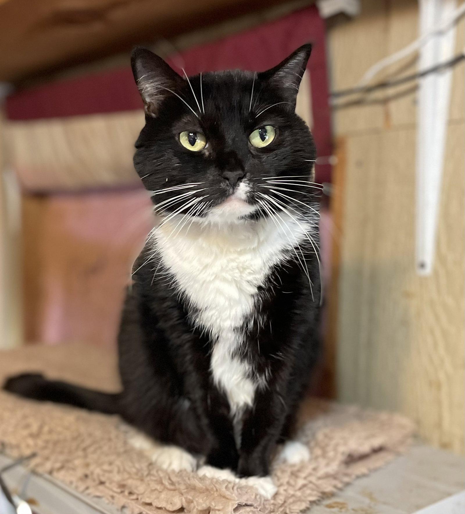 Tux, Adoptable, Adult Female Domestic Short Hair & Tuxedo.
