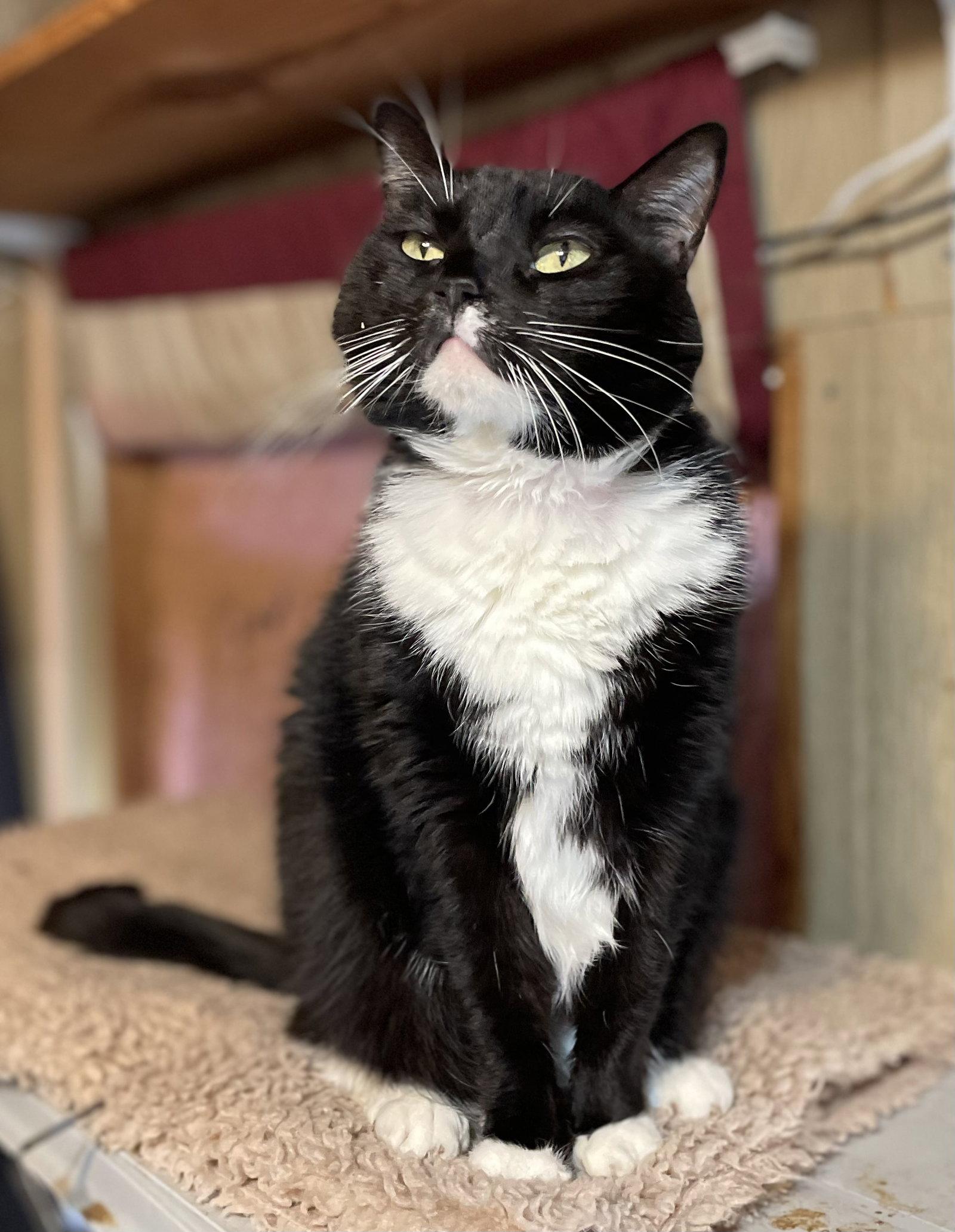 Enlarge Tux, a Adoptable mixed breed in Oxford, MS image 2/3