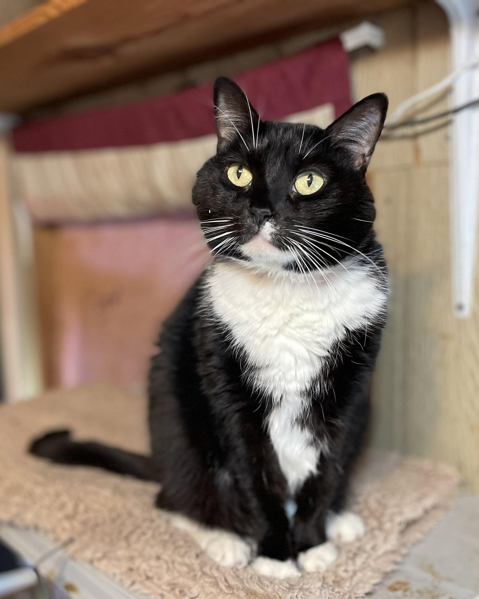 Enlarge Tux, a Adoptable mixed breed in Oxford, MS image 3/3