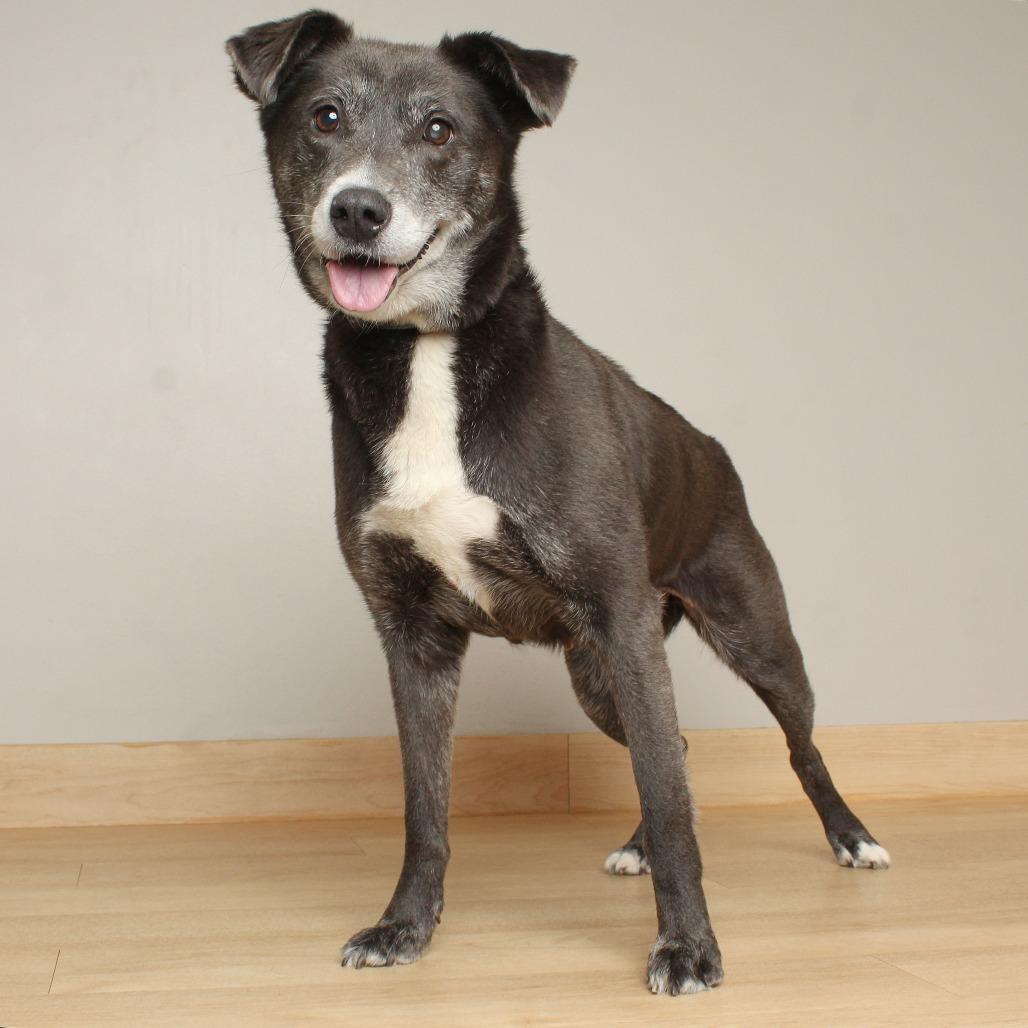 Harriet D70423, Adoptable, Senior Female Black Labrador Retriever & Mixed Breed.