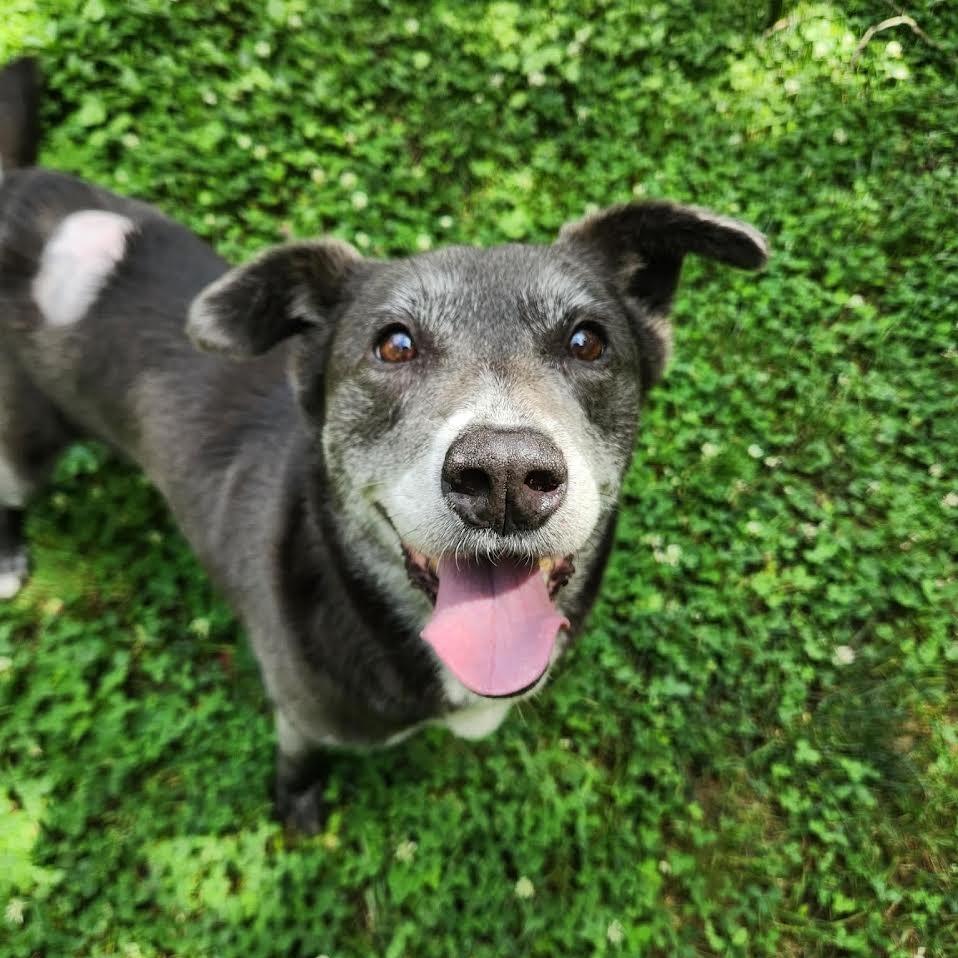 Enlarge Harriet D70423, a Adoptable mixed breed in Minnetonka, MN image 2/6