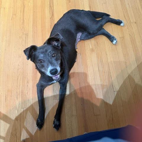 Enlarge Harriet D70423, a Adoptable mixed breed in Minnetonka, MN image 4/6