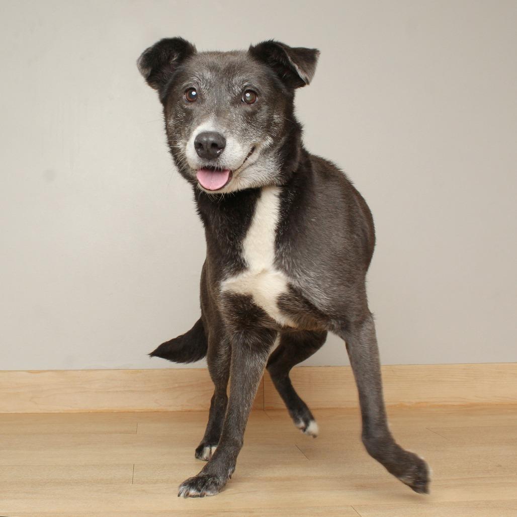 Enlarge Harriet D70423, a Adoptable mixed breed in Minnetonka, MN image 6/6