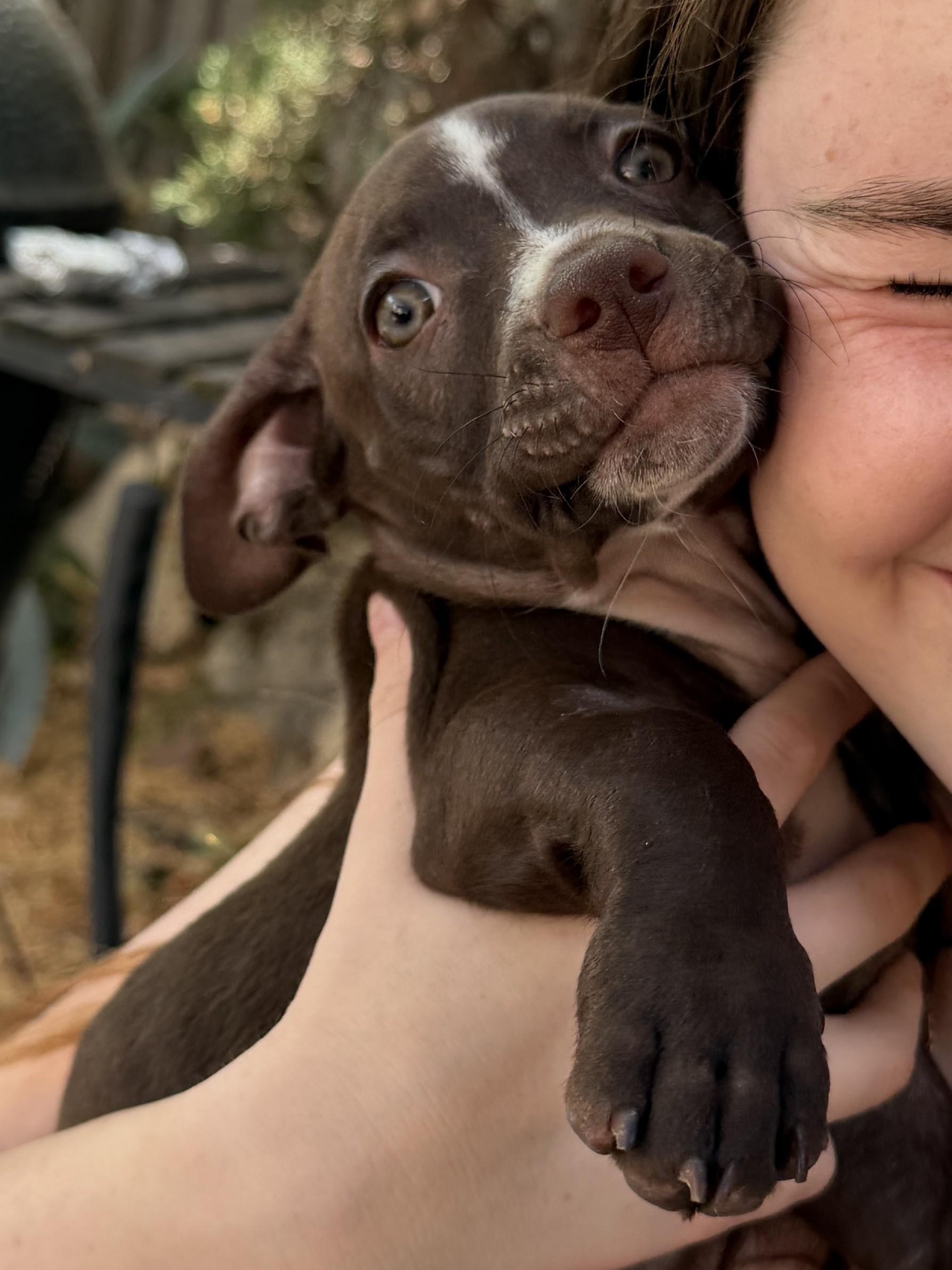 Enlarge Oreo (Nabisco litter), a ADOPTABLE mixed breed in Redwood City, CA image 2/6