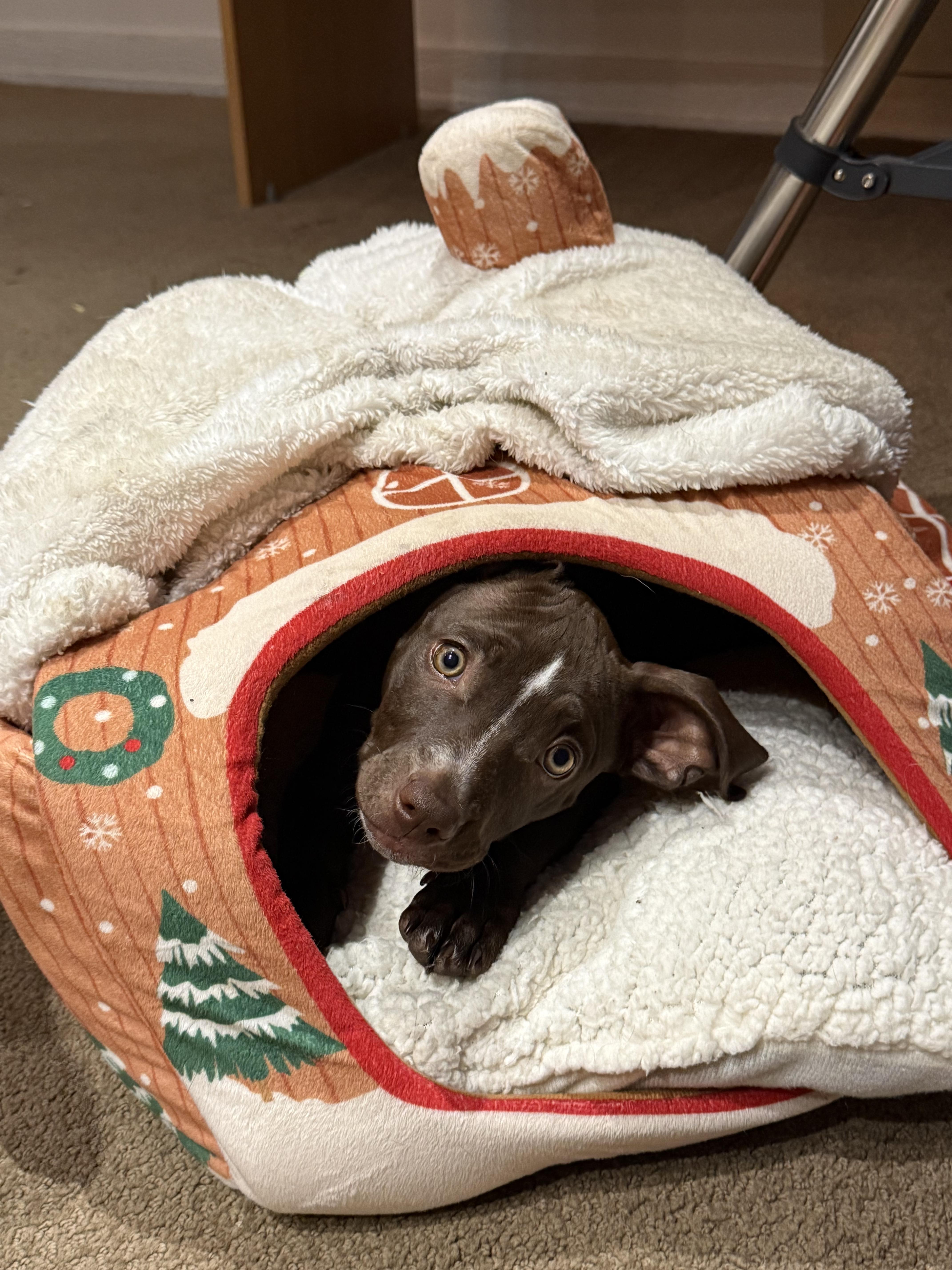 Enlarge Oreo (Nabisco litter), a Adoptable mixed breed in Redwood City, CA image 5/6