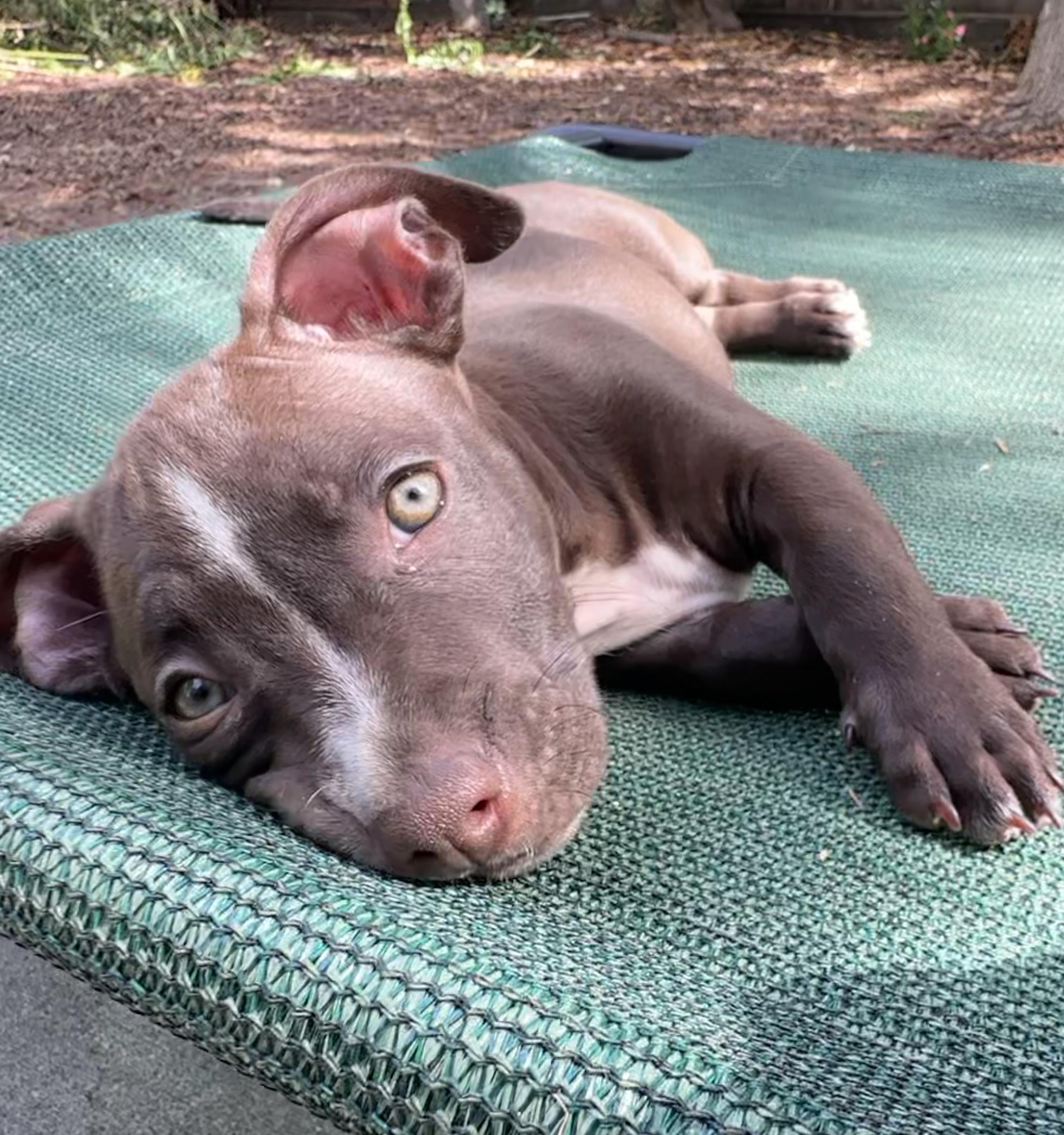 Enlarge Oreo (Nabisco litter), a ADOPTABLE mixed breed in Redwood City, CA image 4/6