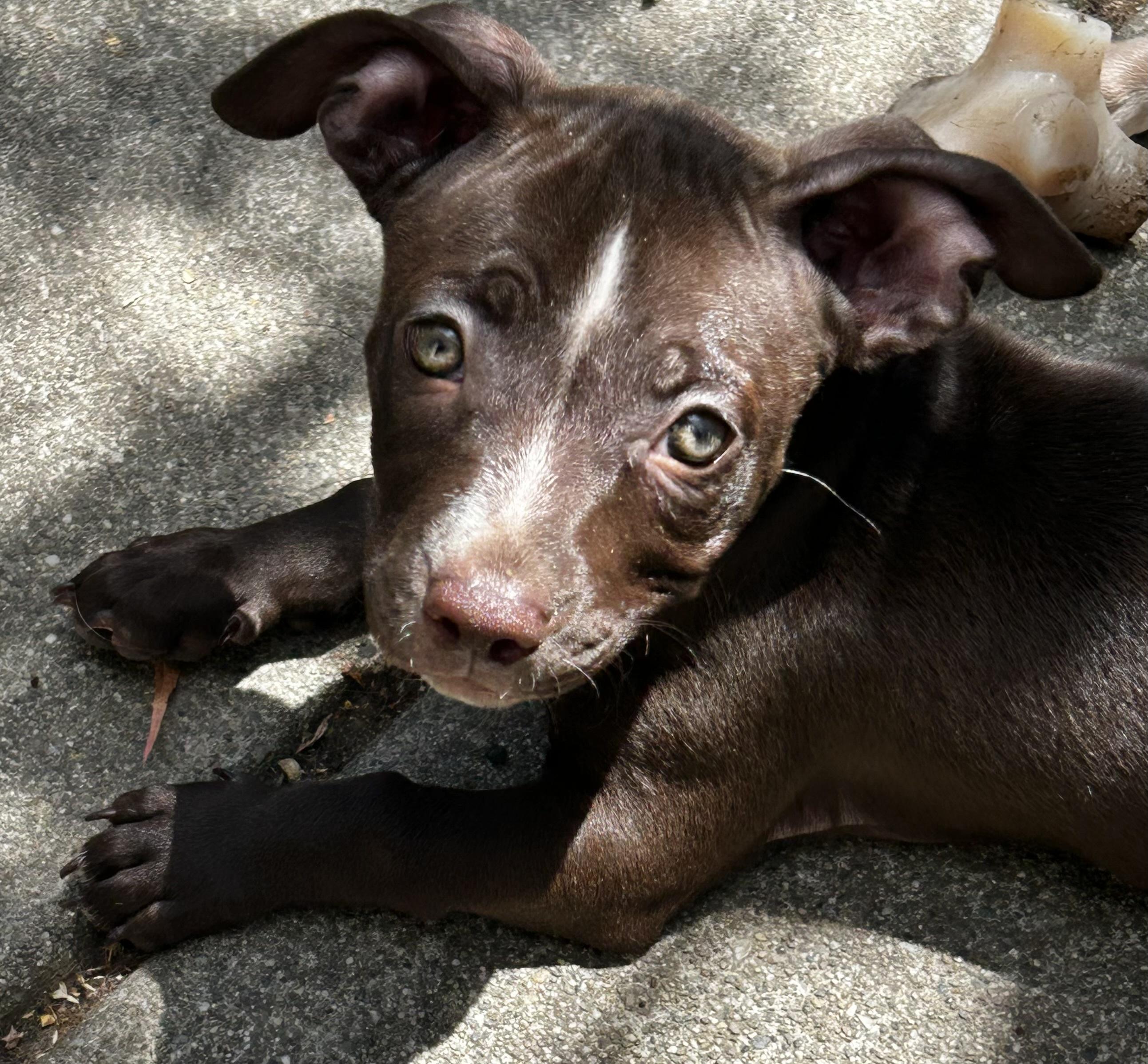 Enlarge Oreo (Nabisco litter), a ADOPTABLE mixed breed in Redwood City, CA image 1/6