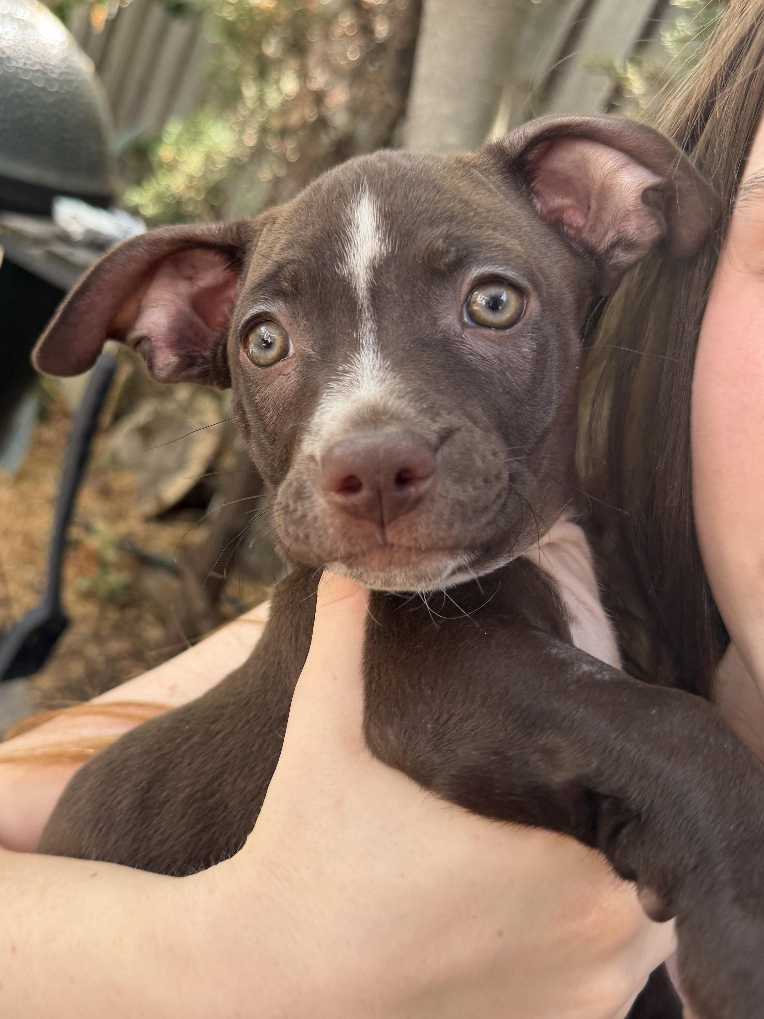 Enlarge Oreo (Nabisco litter), a ADOPTABLE mixed breed in Redwood City, CA image 5/6
