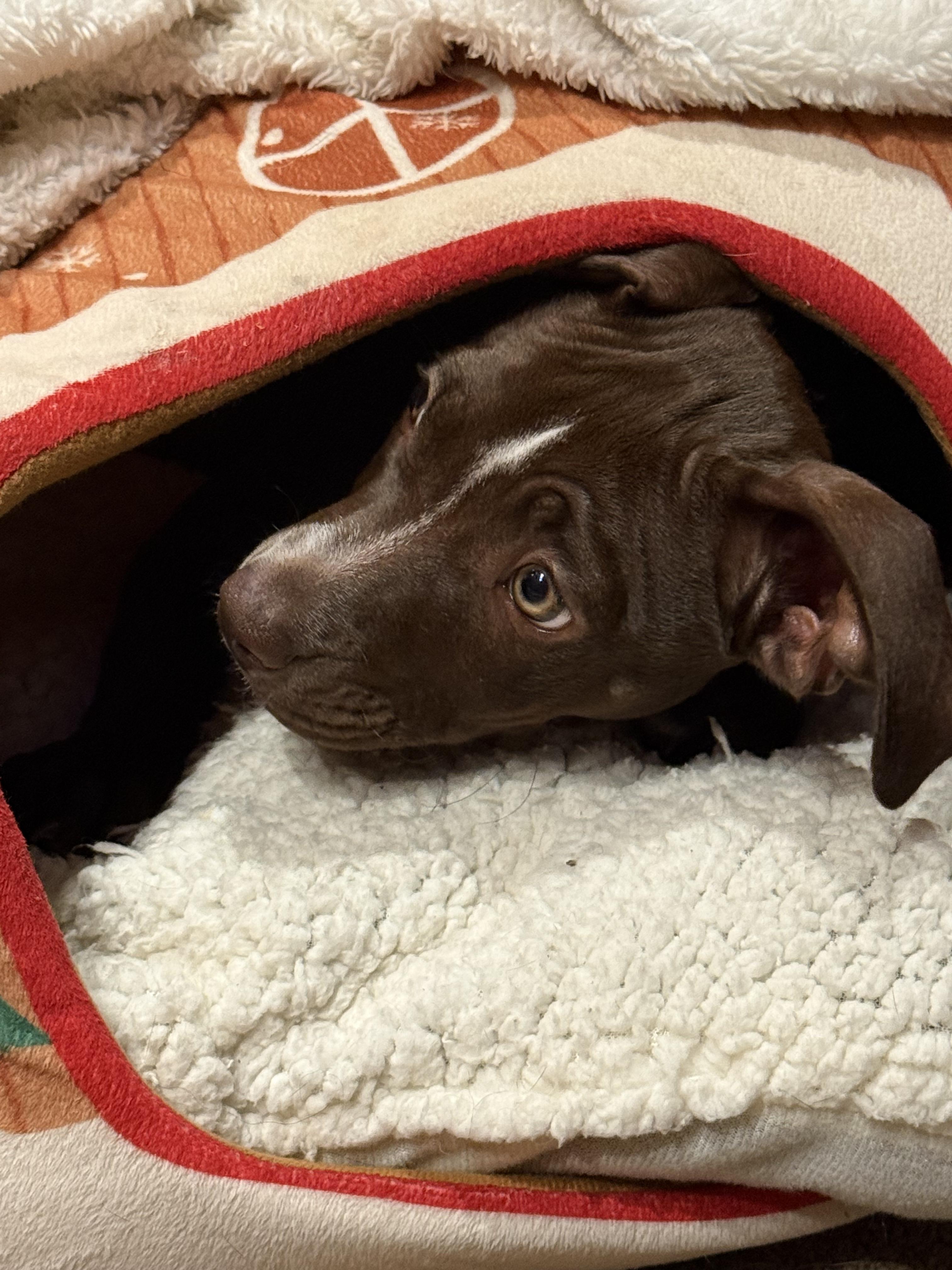 Enlarge Oreo (Nabisco litter), a Adoptable mixed breed in Redwood City, CA image 6/6