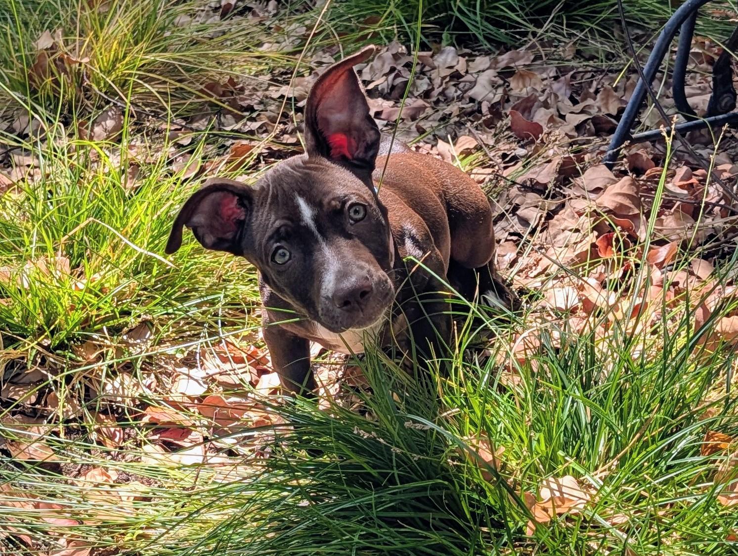 Enlarge Oreo (Nabisco litter), a Adoptable mixed breed in Redwood City, CA image 3/6