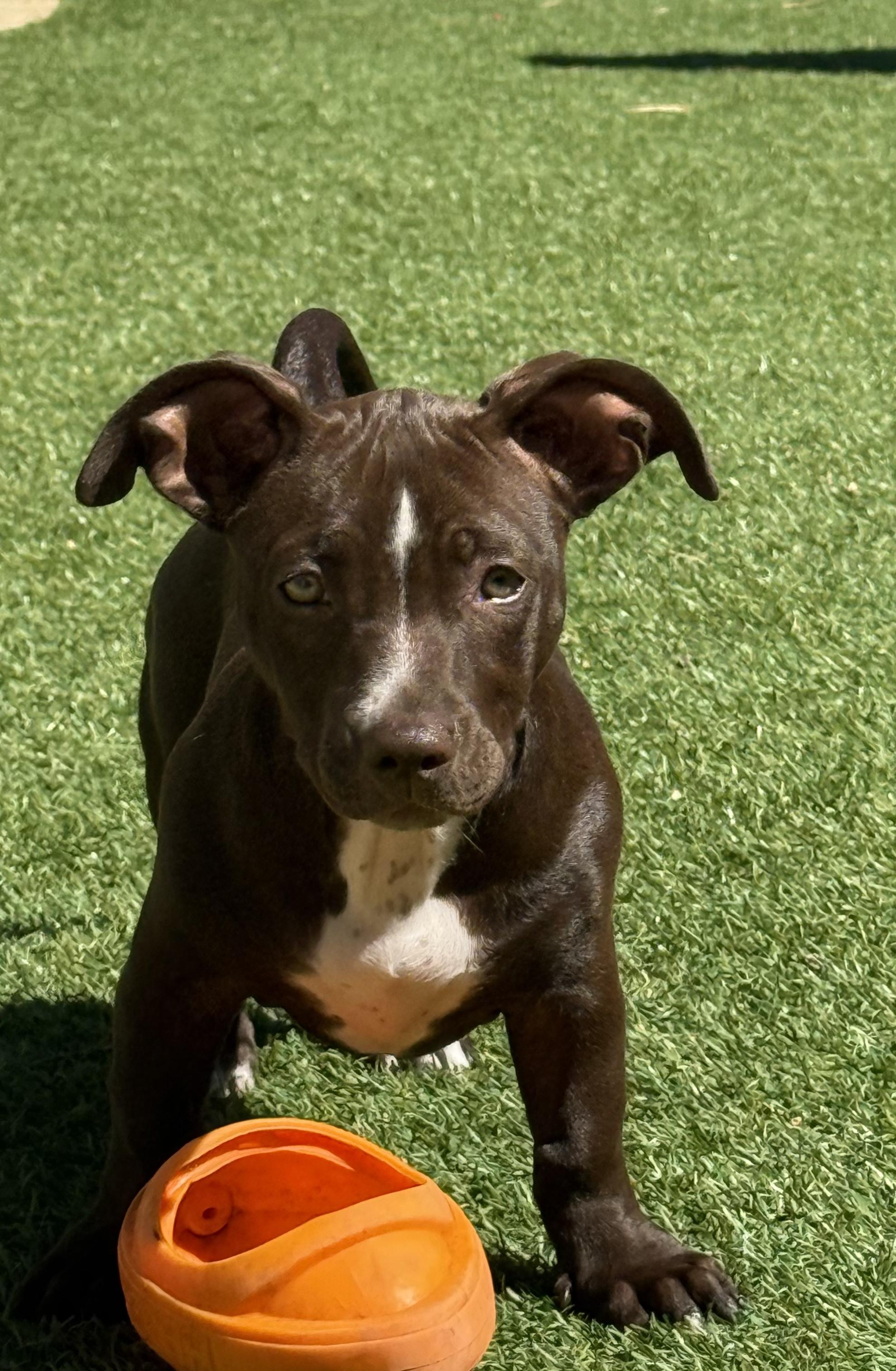 Oreo (Nabisco litter), Adoptable, Puppy Female Chihuahua & Pit Bull Terrier.