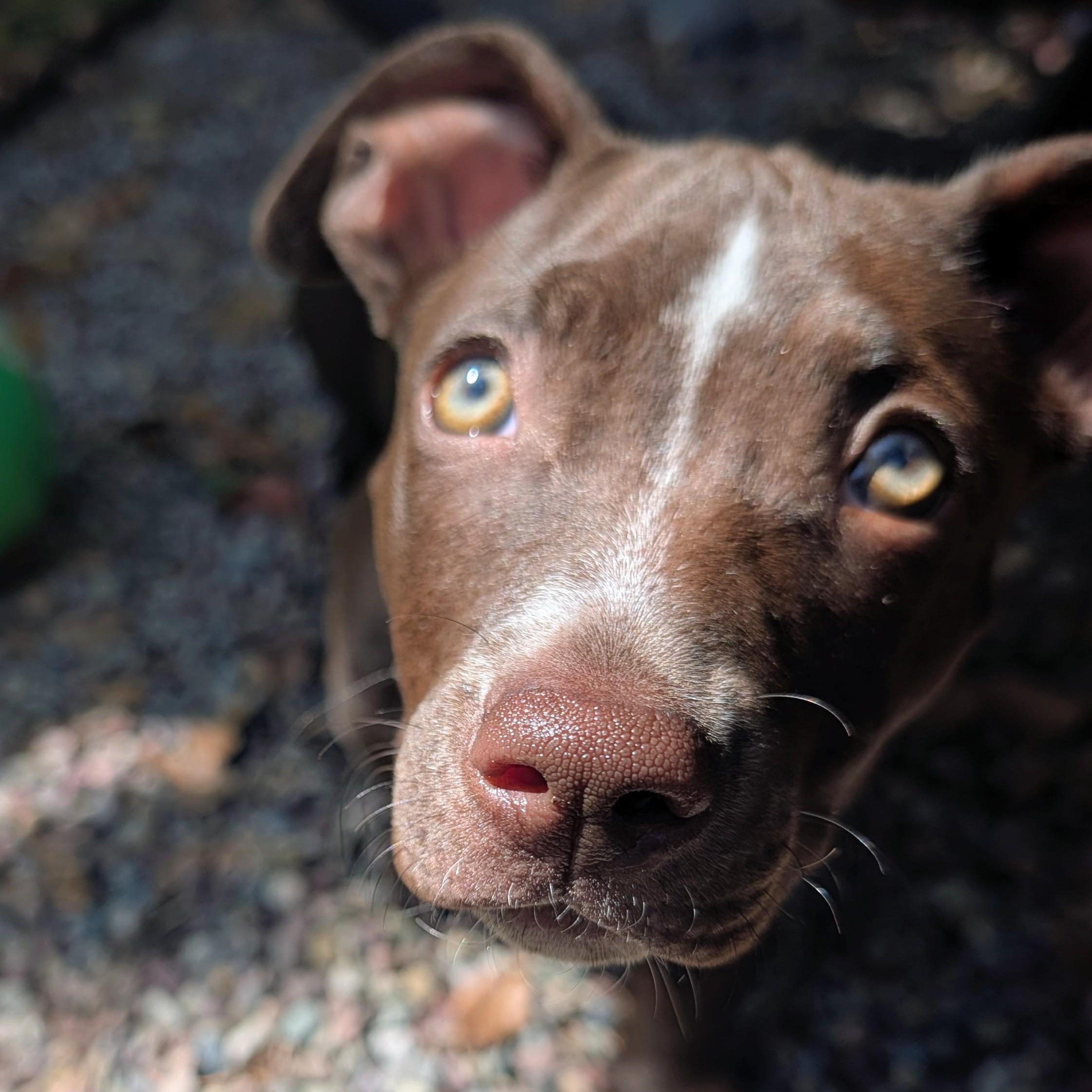 Enlarge Oreo (Nabisco litter), a Adoptable mixed breed in Redwood City, CA image 2/6