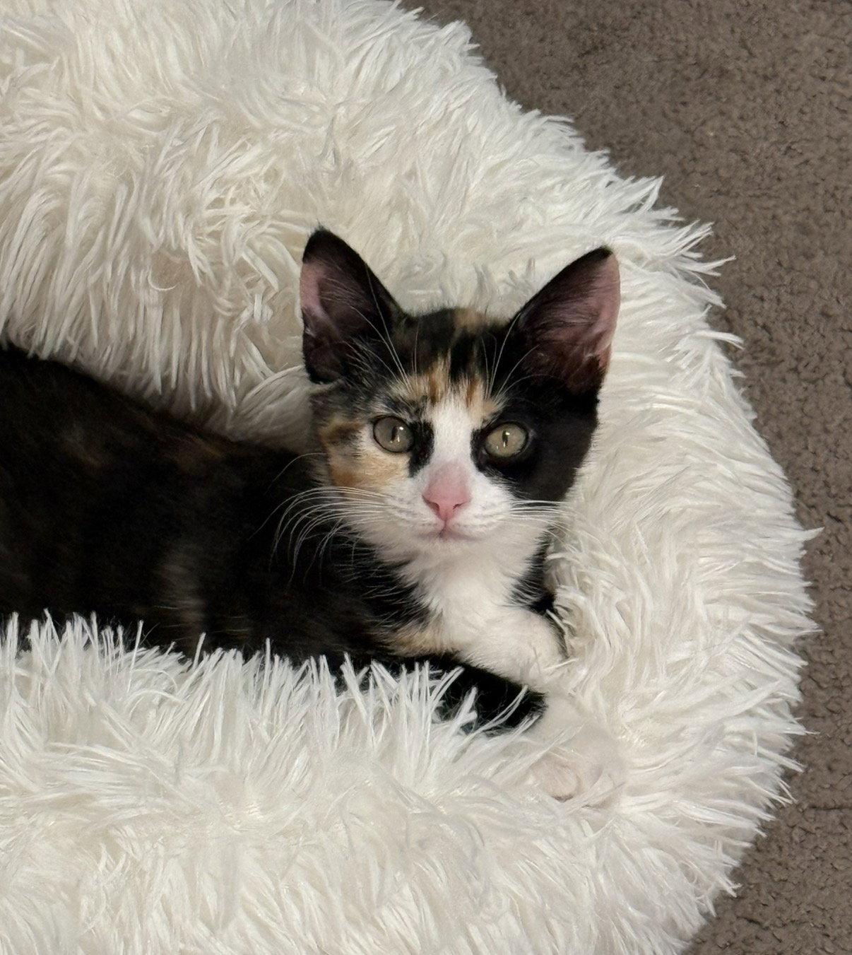 Enlarge Skye, a Adopted Domestic Short Hair in Newtown Square, PA image 1/3