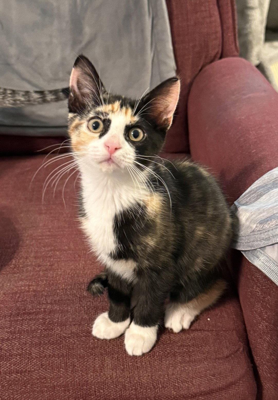 Enlarge Skye, a Adopted Domestic Short Hair in Newtown Square, PA image 2/3
