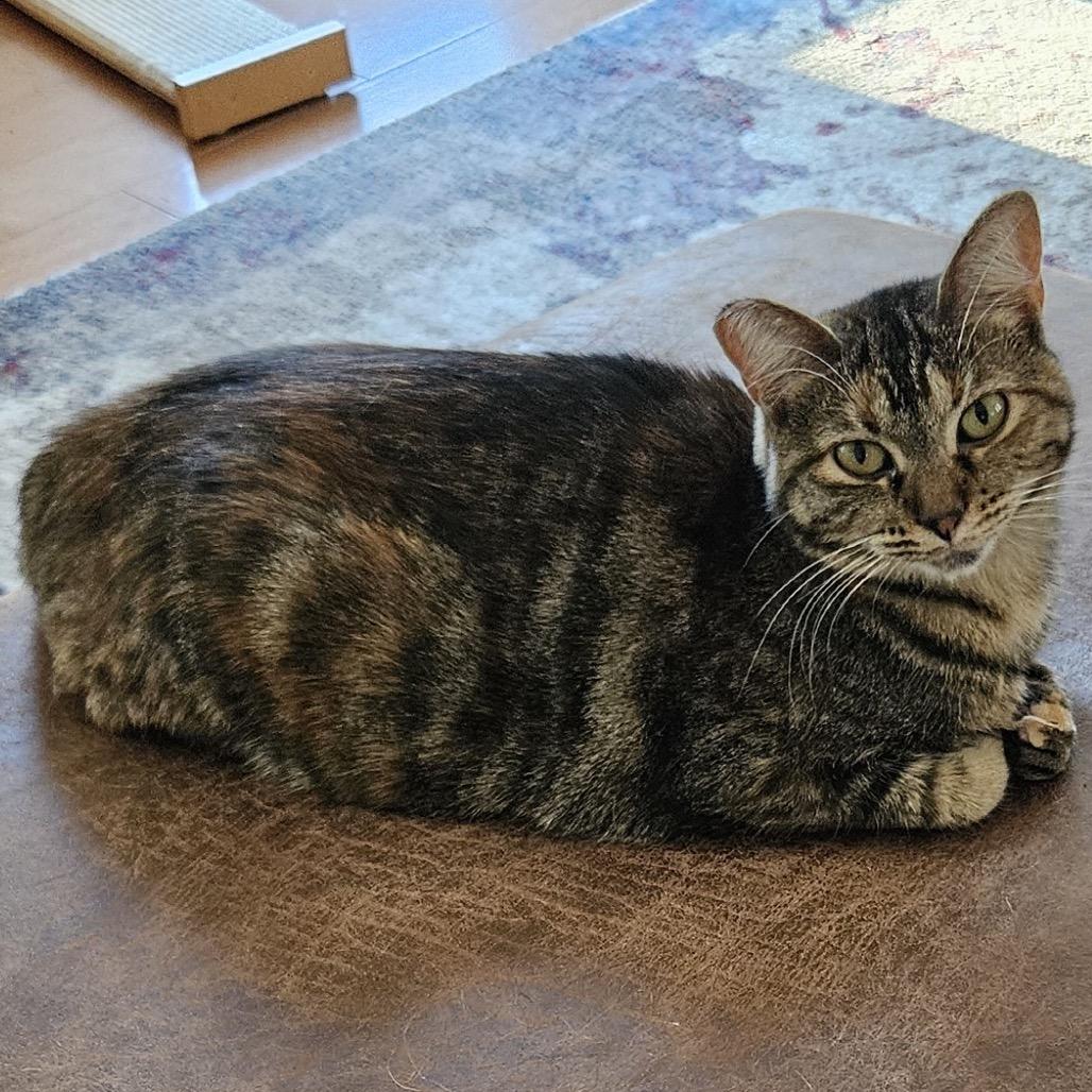 Molly, Adoptable, Adult Female Domestic Short Hair.