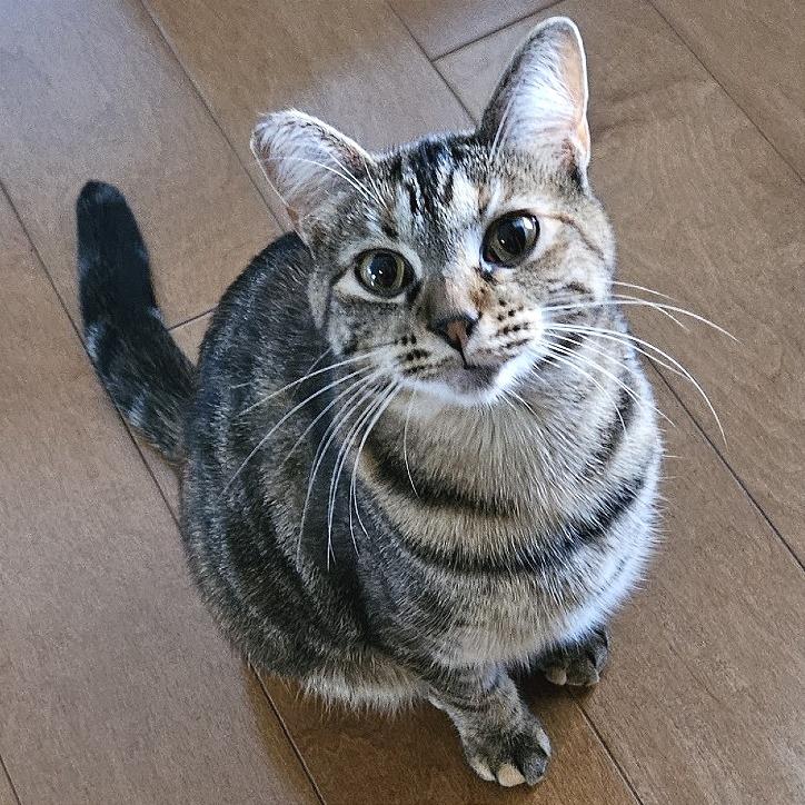Molly, Adoptable, Adult Female Domestic Short Hair.