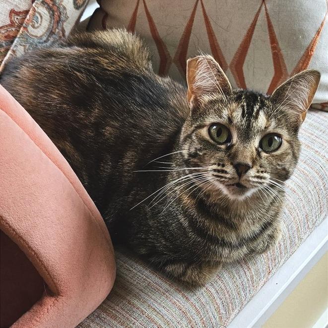 Enlarge Molly, a Adoptable Domestic Short Hair in Traverse City, MI image 2/6