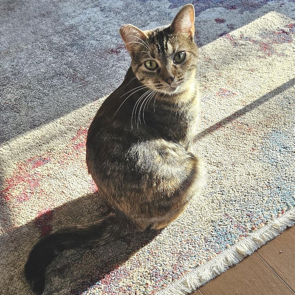 Molly, a Adoptable Domestic Short Hair in Traverse City, MI image 2/3
