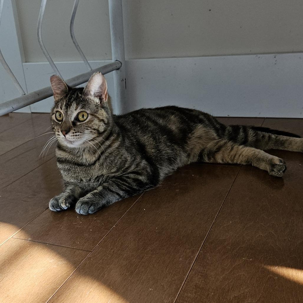 Enlarge Molly, a Adoptable Domestic Short Hair in Traverse City, MI image 4/6