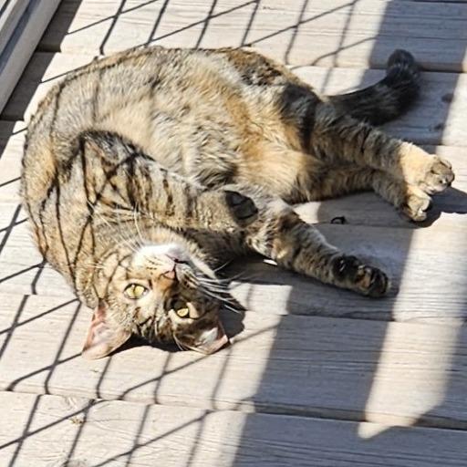 Enlarge Molly, a Adoptable Domestic Short Hair in Traverse City, MI image 5/6