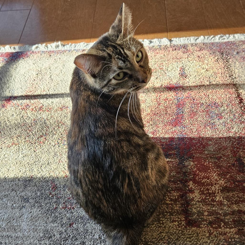 Molly, a Adoptable Domestic Short Hair in Traverse City, MI image 3/3