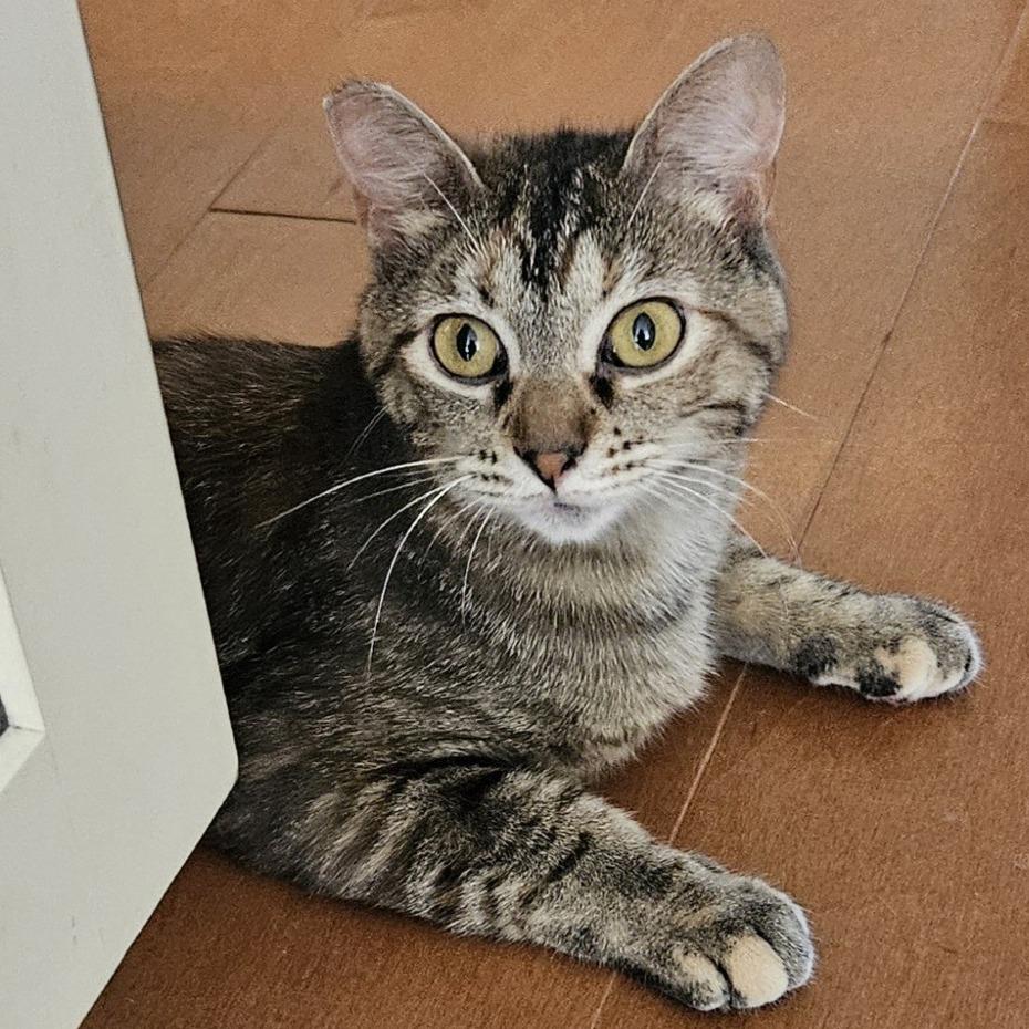 Enlarge Molly, a Adoptable Domestic Short Hair in Traverse City, MI image 6/6