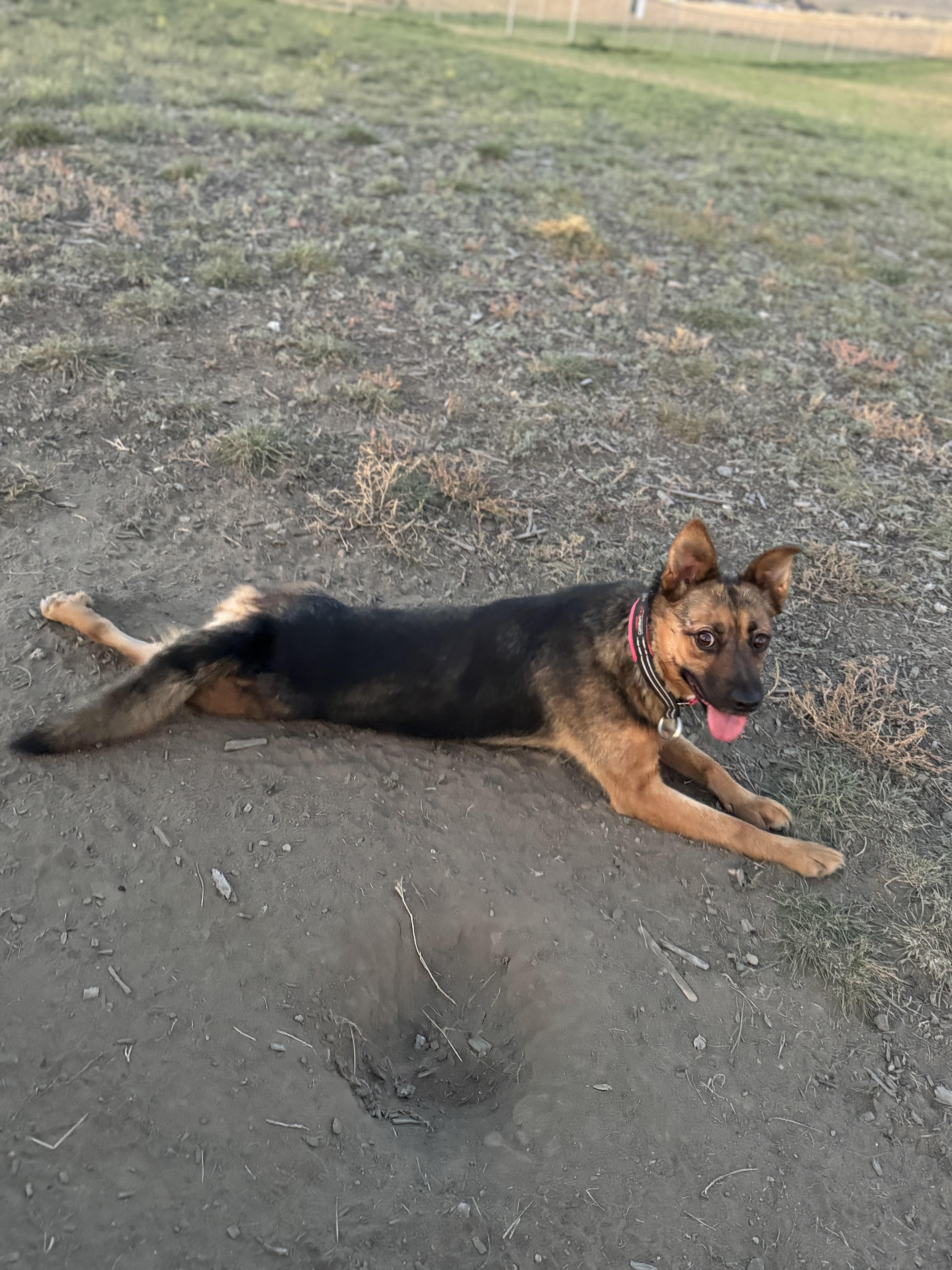 Enlarge Reba, a Adoptable Mixed Breed in Havre, MT image 1/3