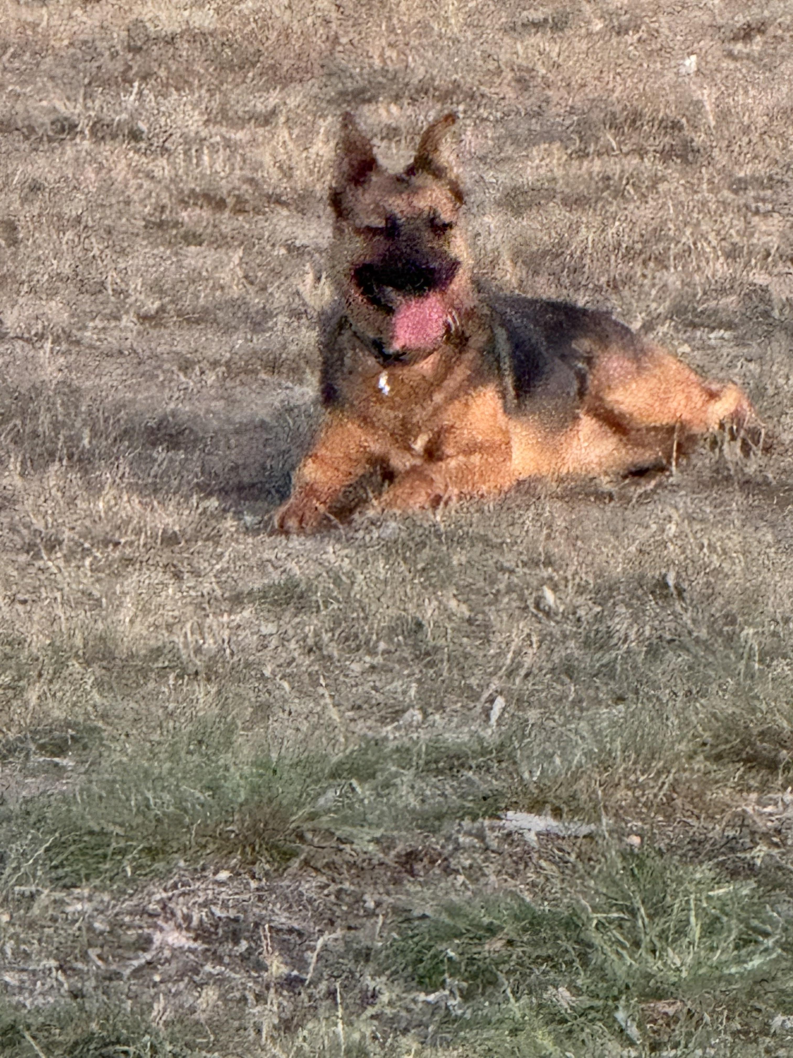 Reba, an adoptable Mixed Breed in Havre, MT, 59501 | Photo Image 2