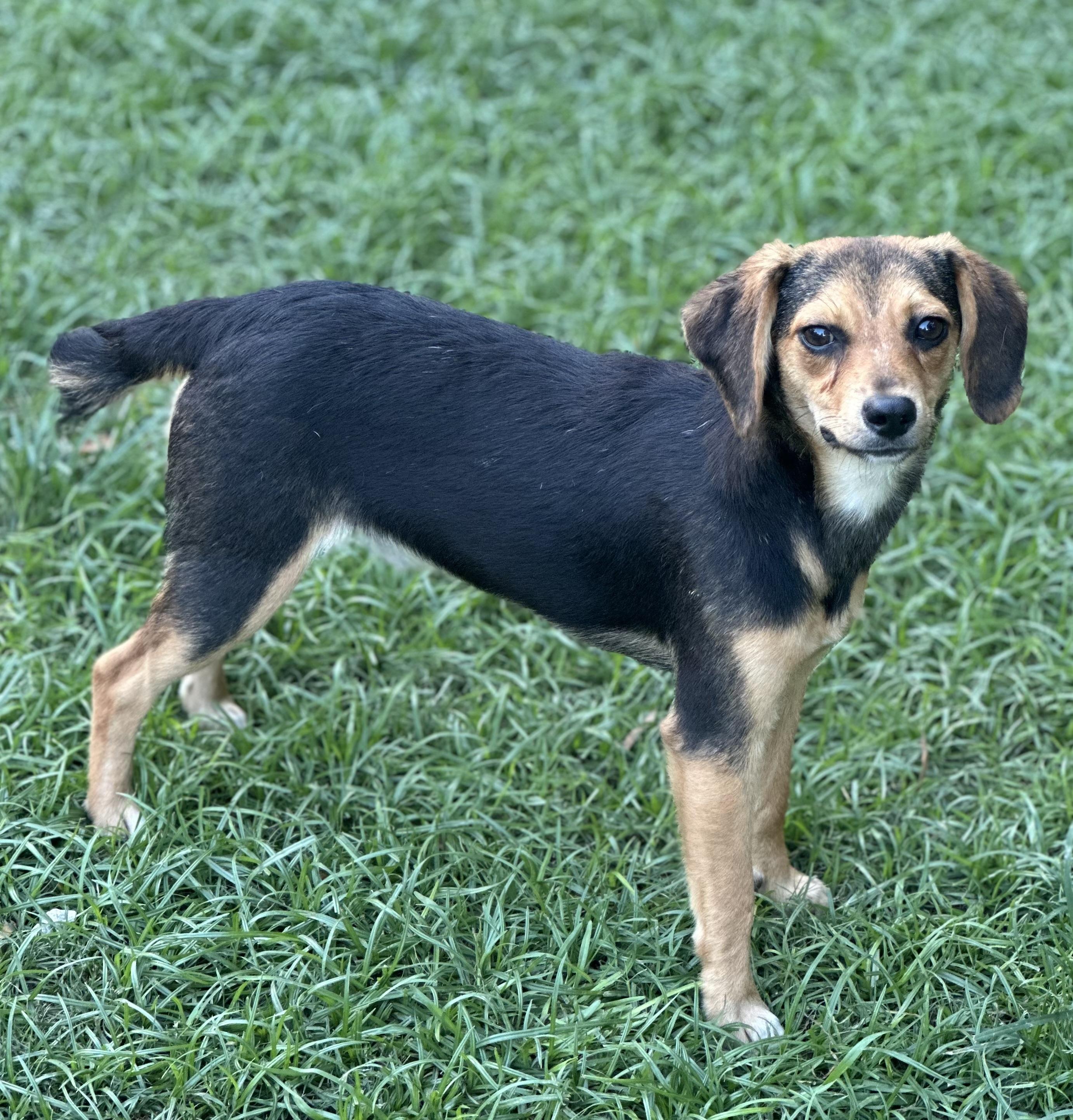Enlarge Nubby, a Adoptable mixed breed in Walker, LA image 1/1