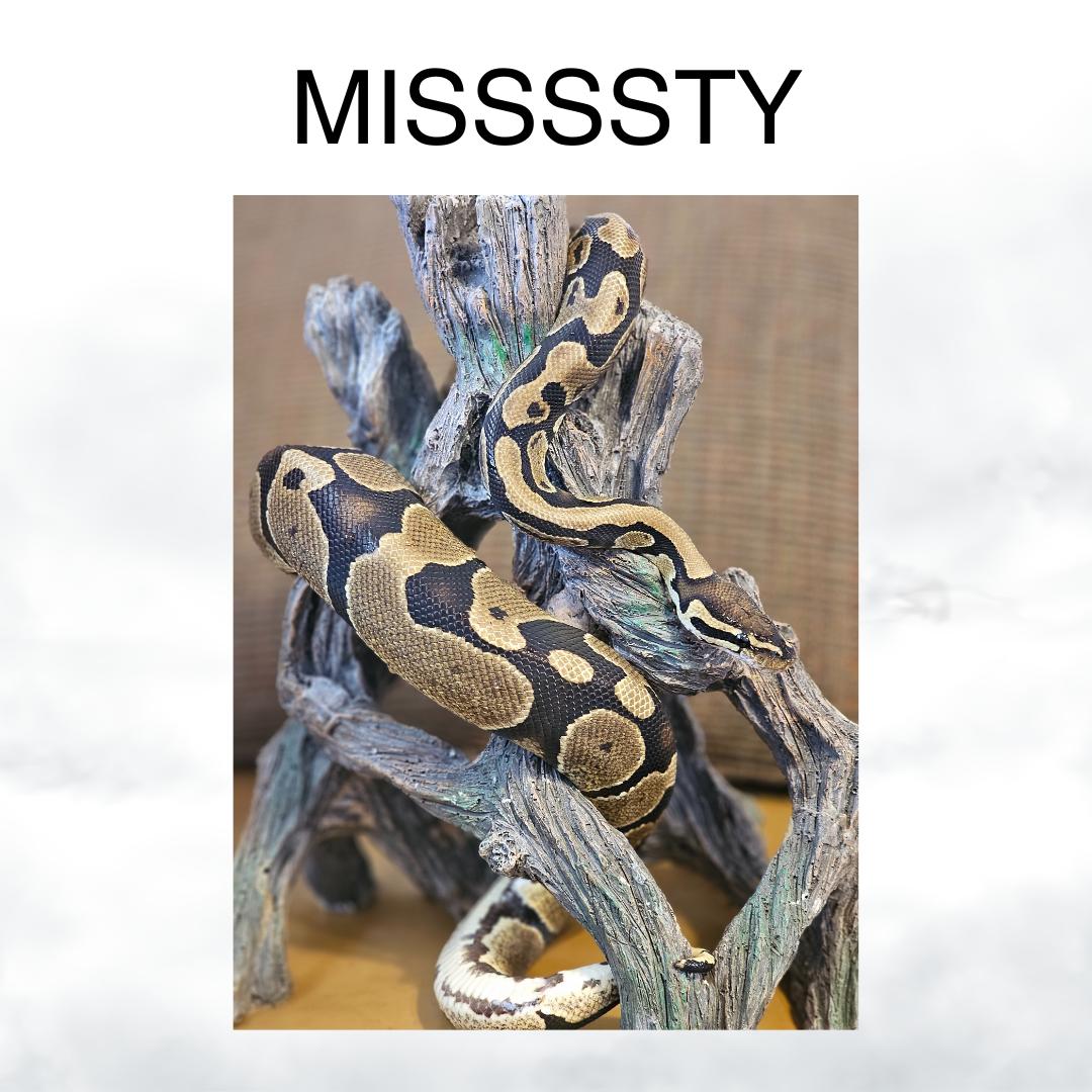 Missssty, Adult Male unknown