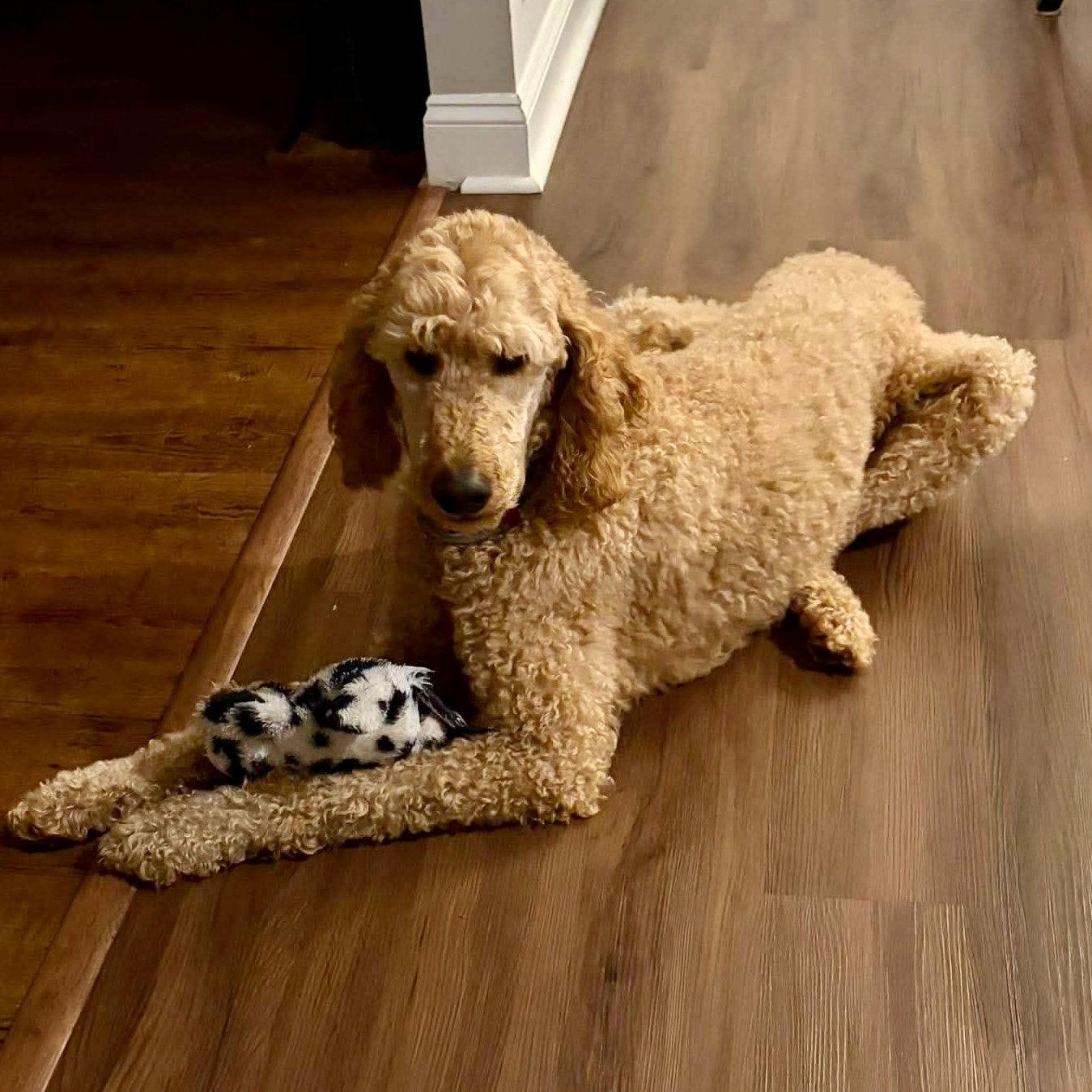 Appa, Adopted, Adult Male Golden Retriever & Standard Poodle.