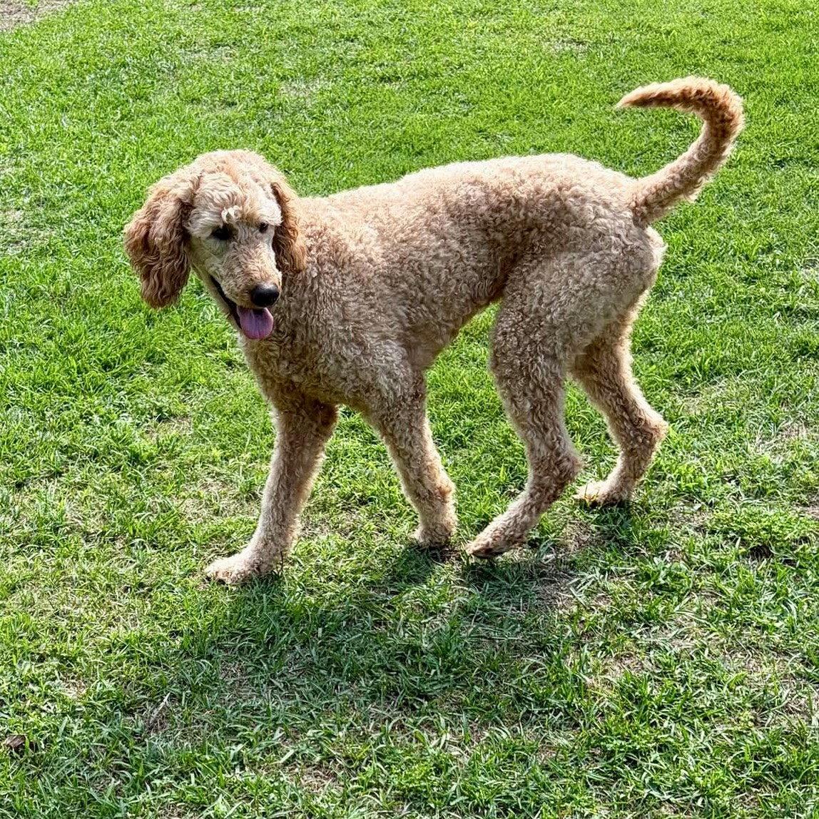 Appa, a Adopted mixed breed in Hillsborough , NC image 2/3