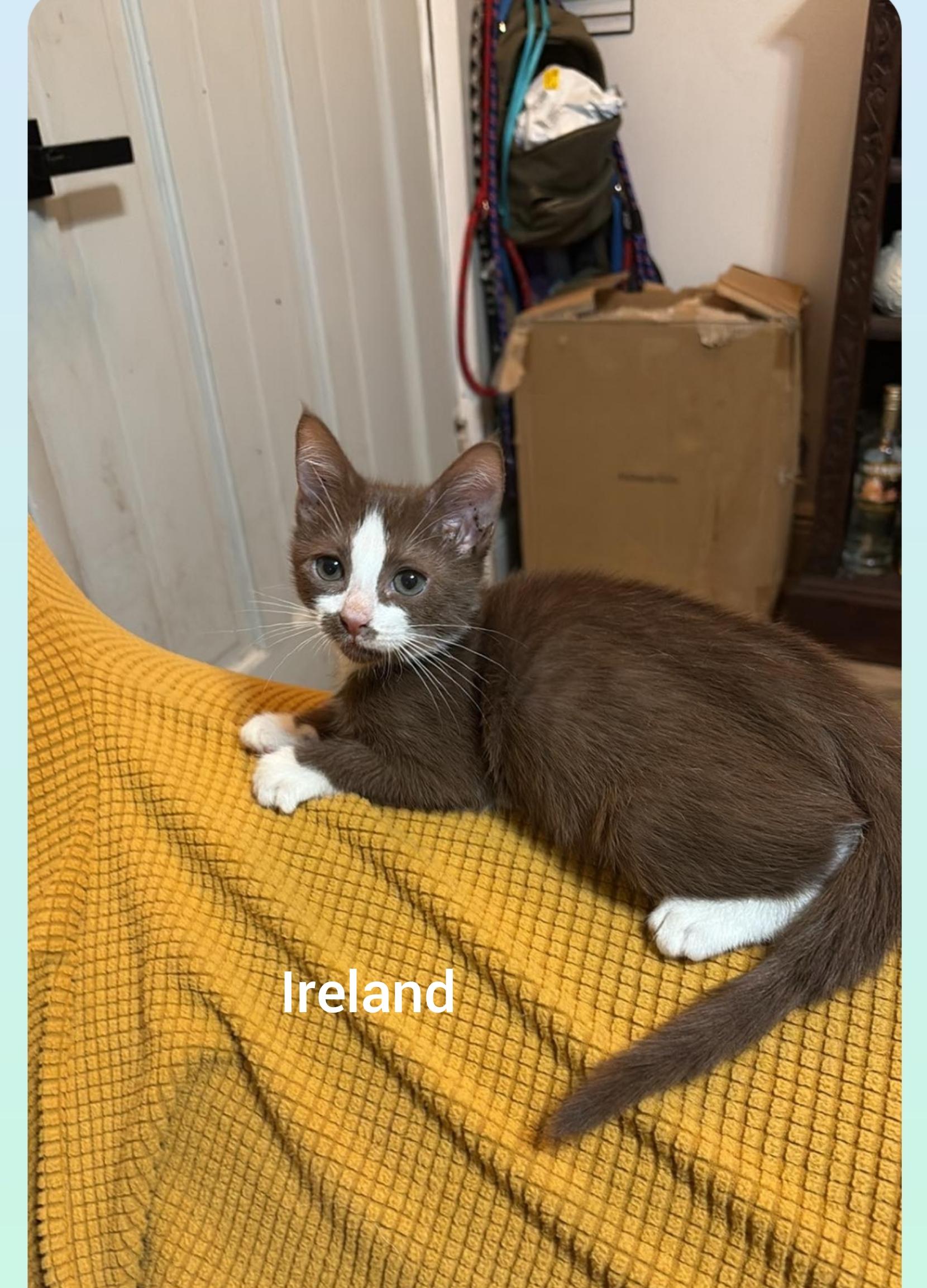 Ireland ( Orlando,  Fl), an adoptable Havana, American Shorthair in Orlando, FL, 32806 | Photo Image 2