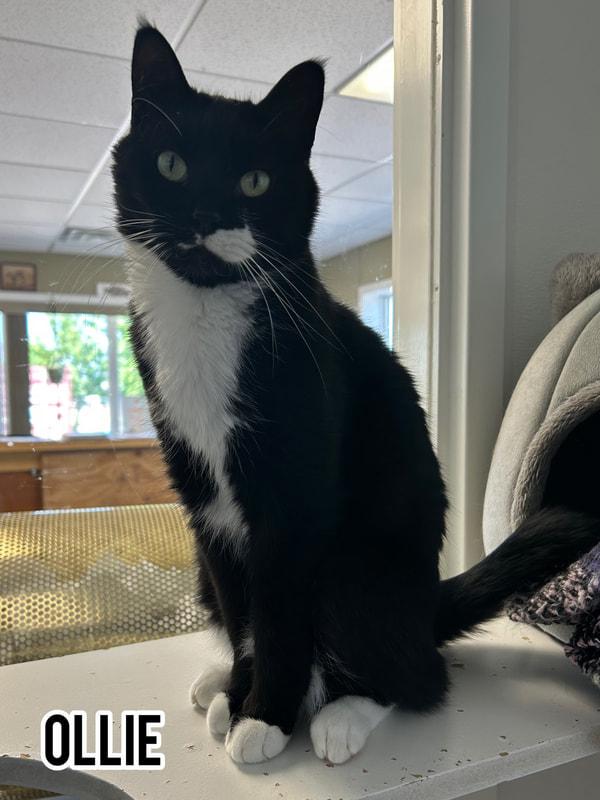 Enlarge Ollie, a Adopted mixed breed in Dauphin, MB image 1/1