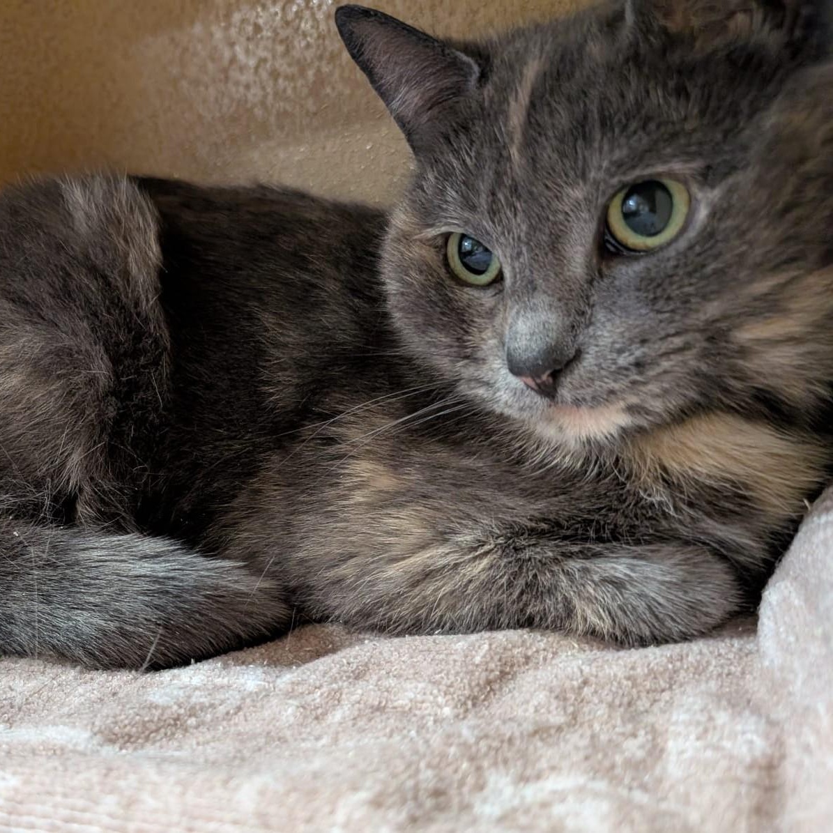 Enlarge Angel, a ADOPTABLE Domestic Short Hair in Richmond Hill, ON image 3/5