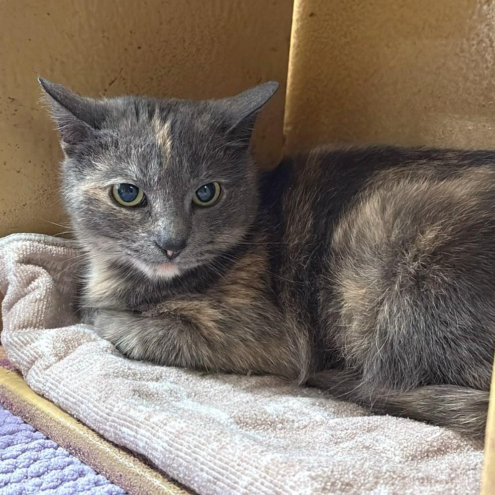 Enlarge Angel, a ADOPTABLE Domestic Short Hair in Richmond Hill, ON image 4/5